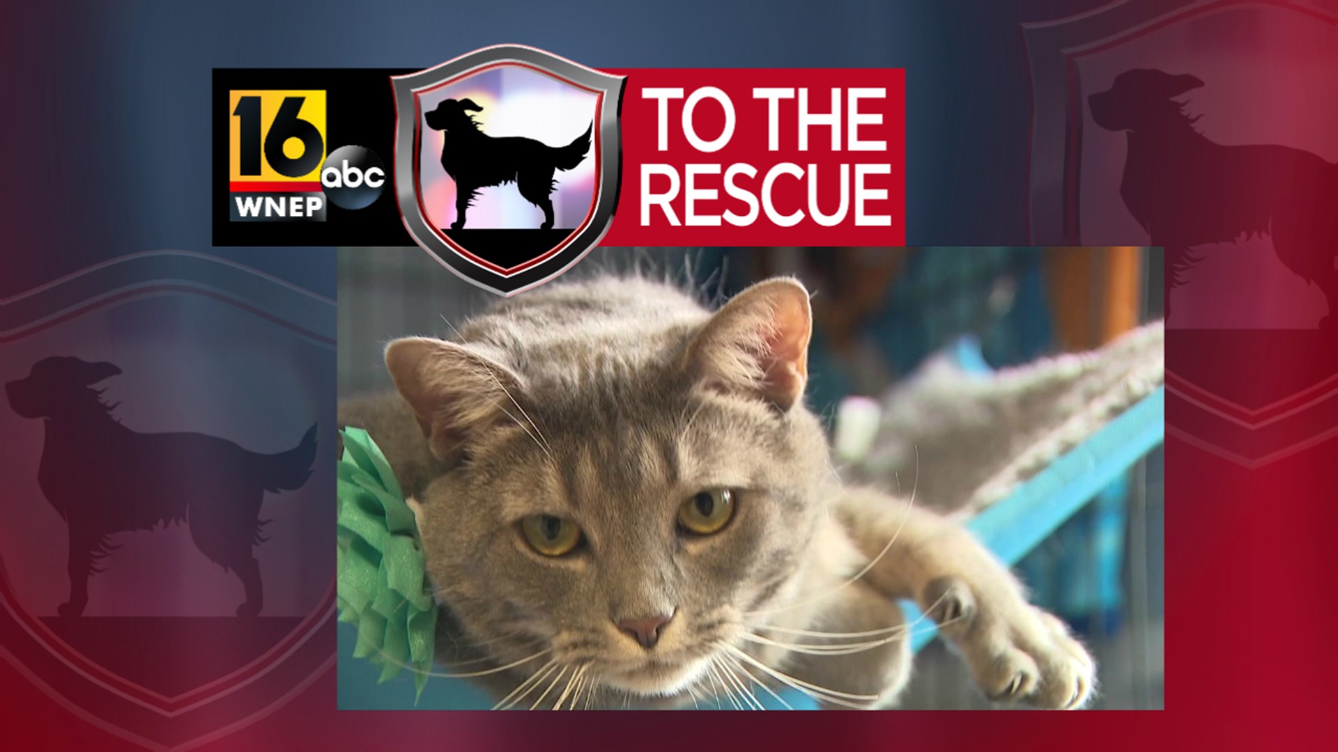 This friendly feline has been a resident of Blue Chip Animal Rescue for nearly two years.