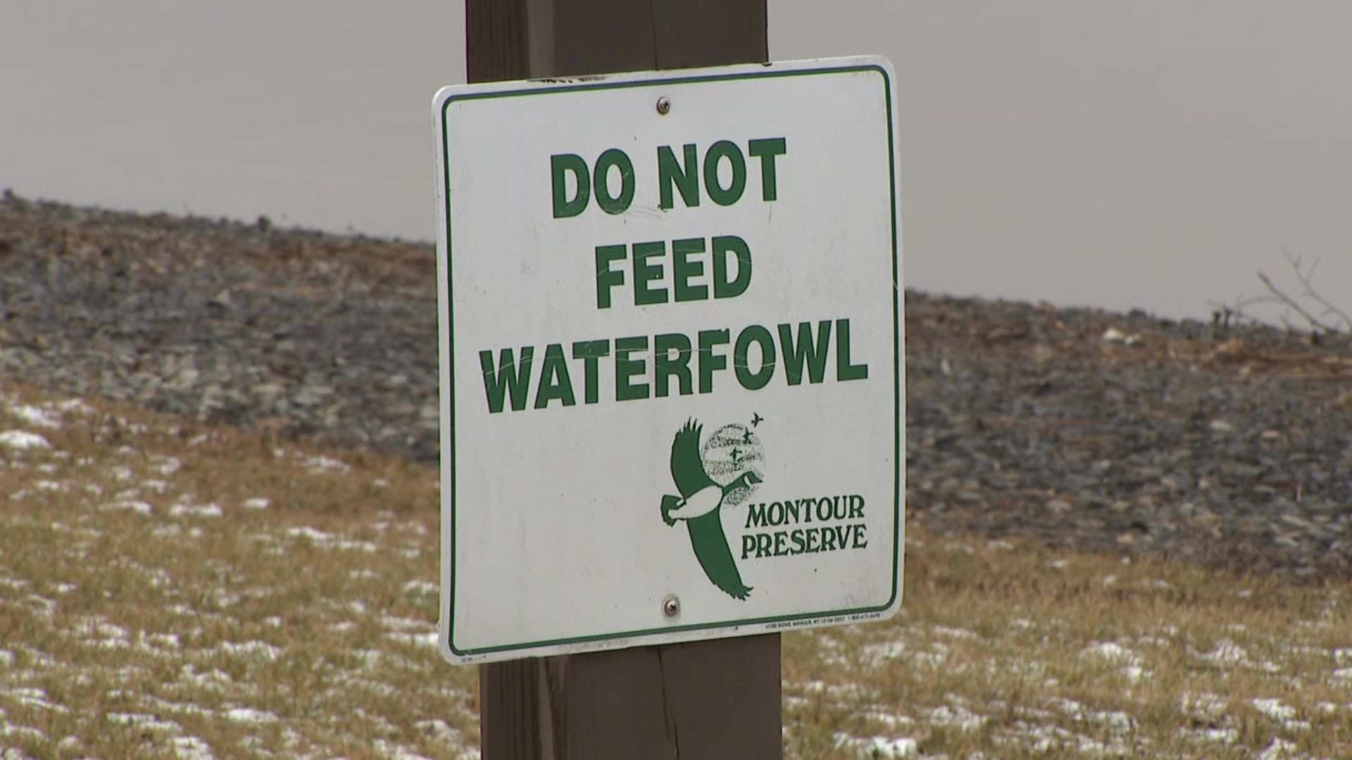 Canada geese seem to love outdoor recreation areas. They come and go, but many overstay their welcome.