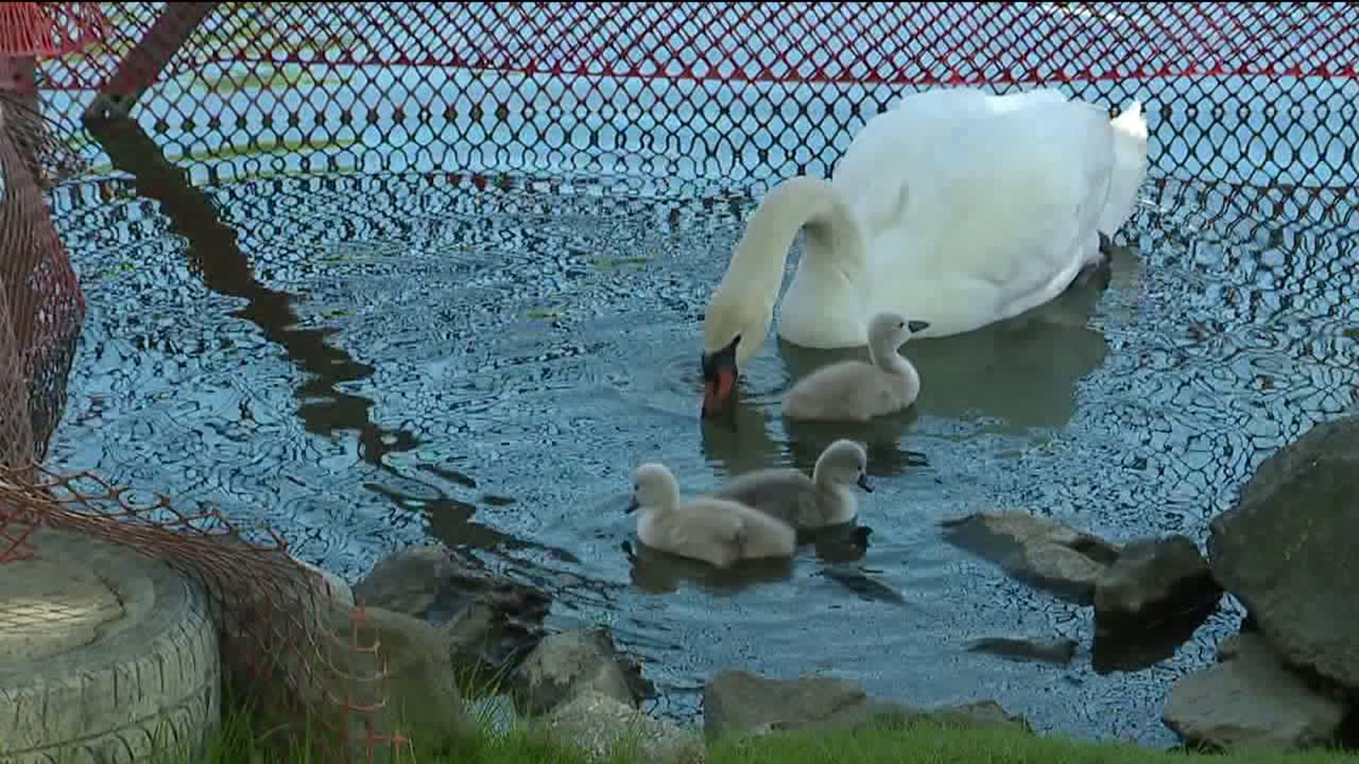 Swans in Schuylkill Haven