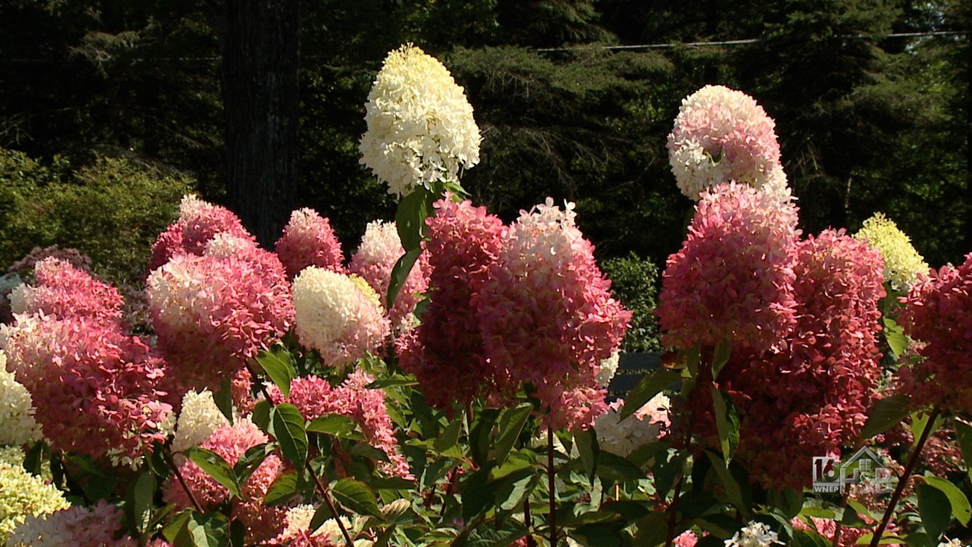 Hydrangea Late Summer Show Stoppers