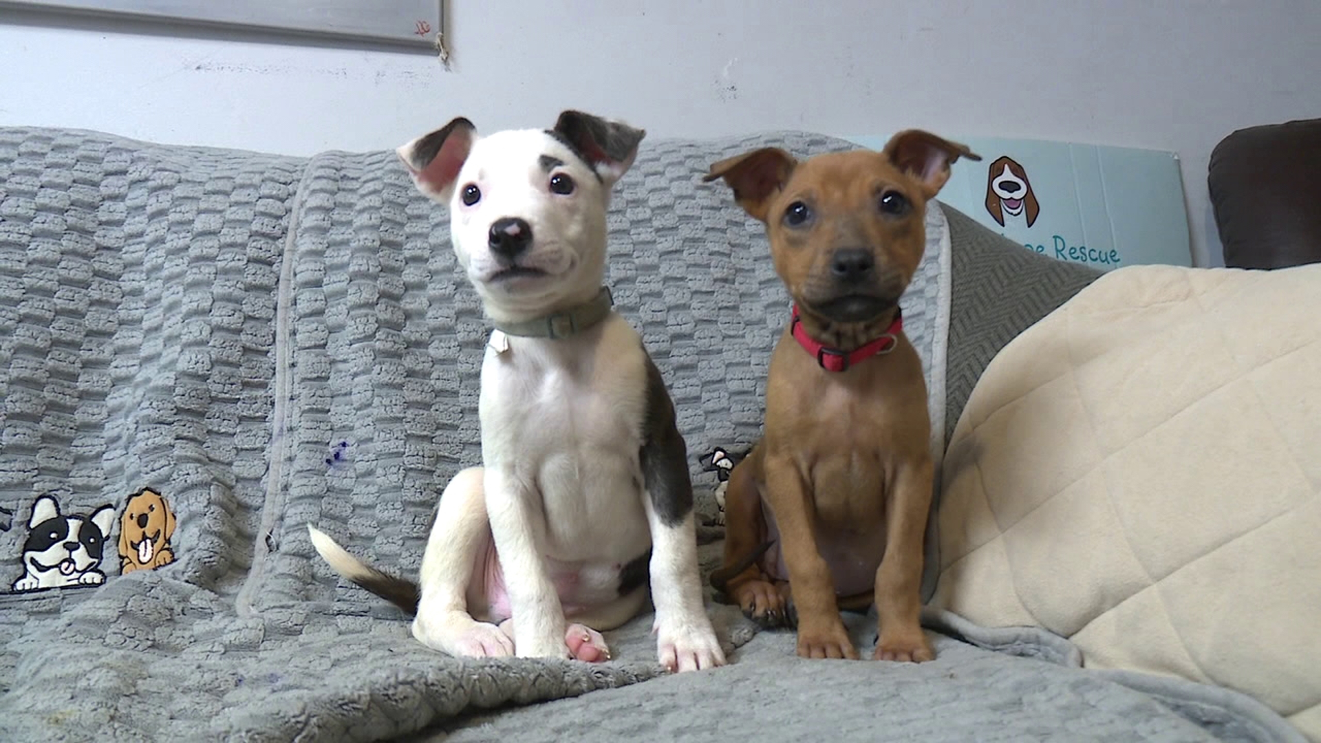 Laura’s Hope Rescue fundraiser brings live music, raffles, and adoption ...