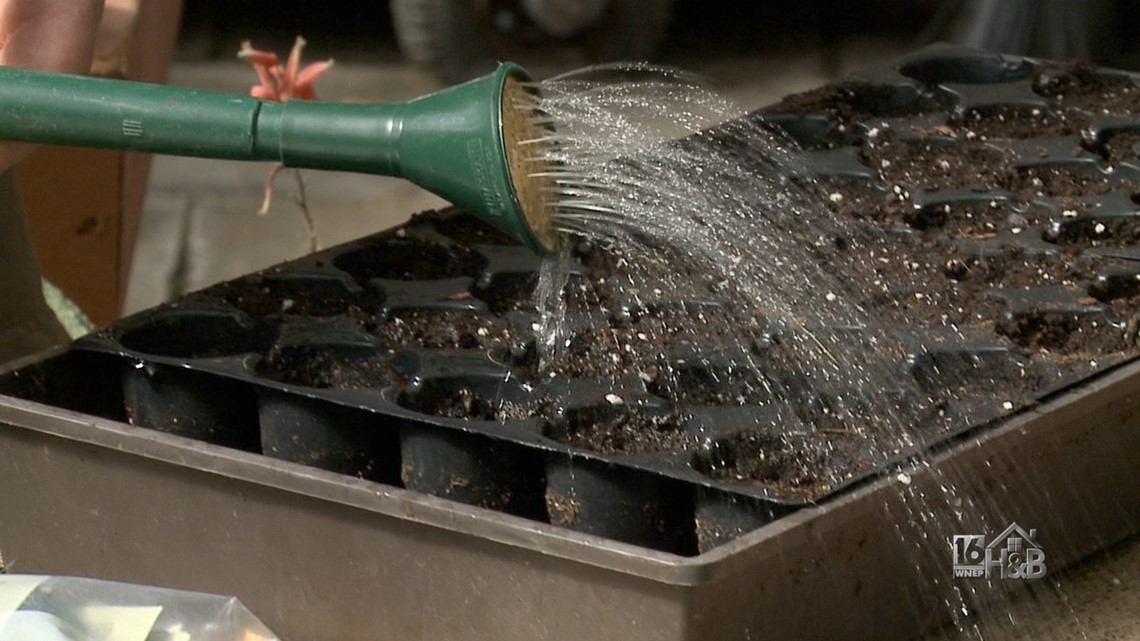 Do Seeds Packets Expire? What's The Best Way to Plant From Seeds