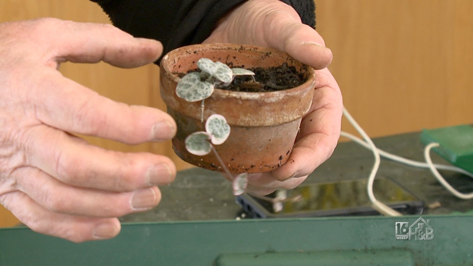 Propagating String of Hearts