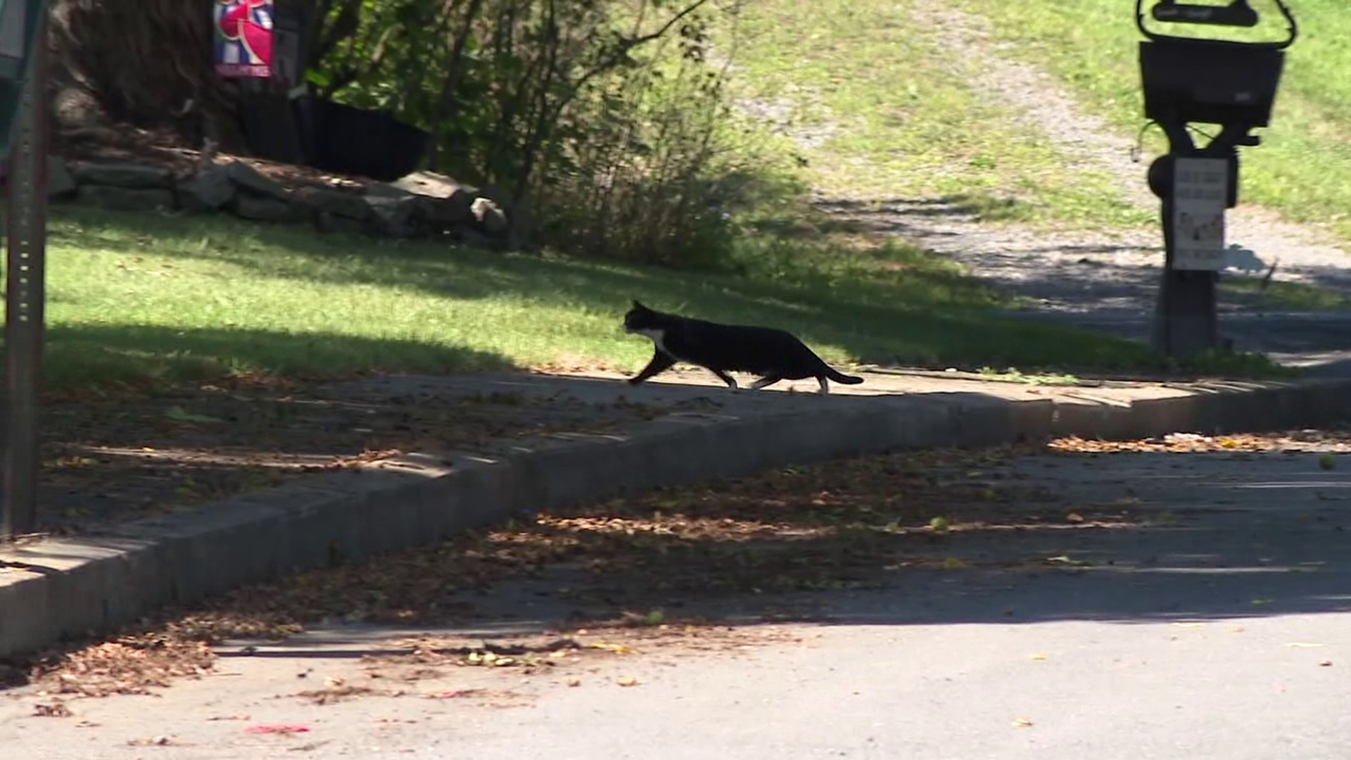 Ffe Tracker Example Danville ordinance prohibits feeding stray animals | wnep.com