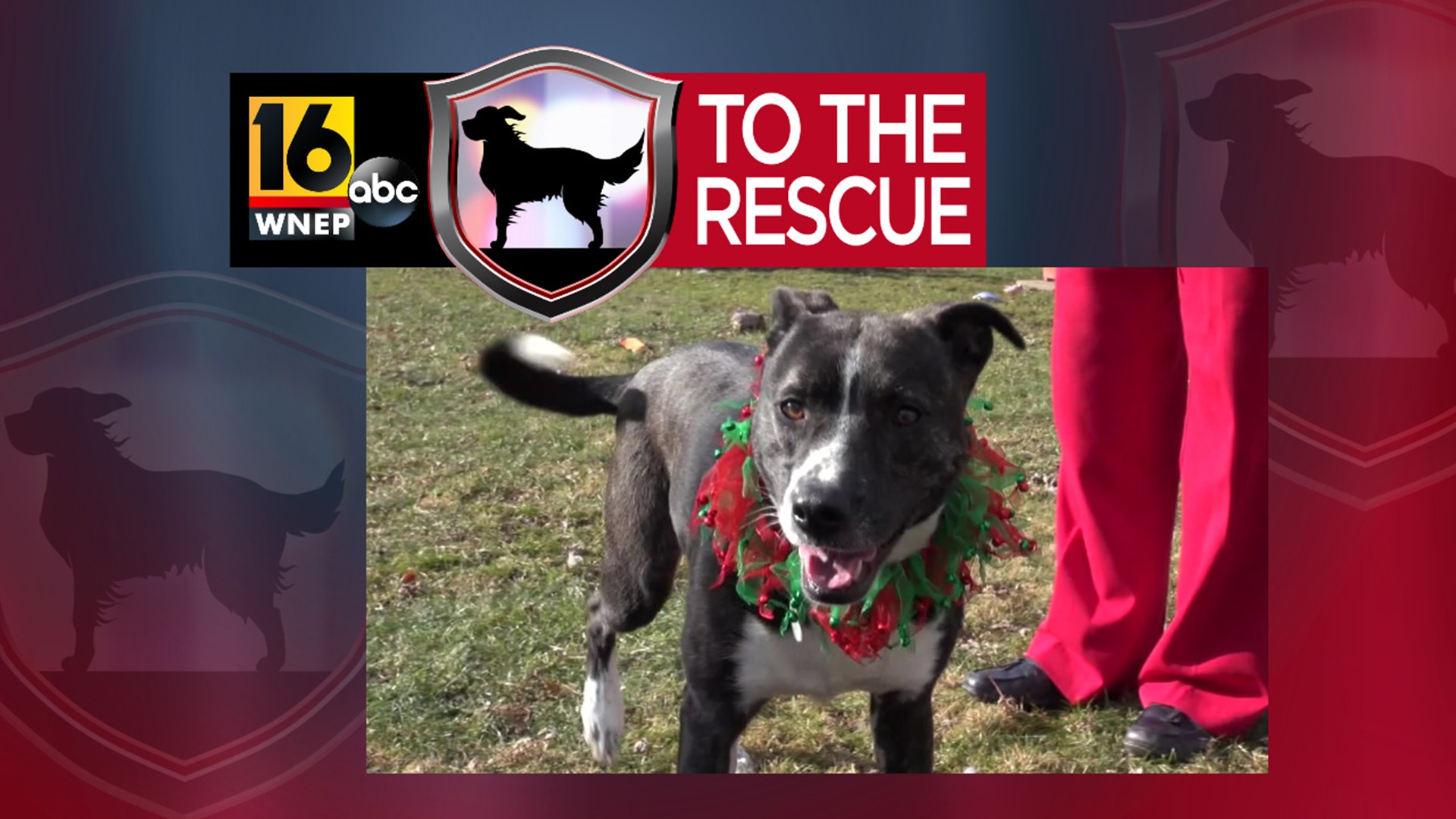 In this week's 16 To The Rescue, we meet a 1-and-a half-year-old mix looking for a second chance.