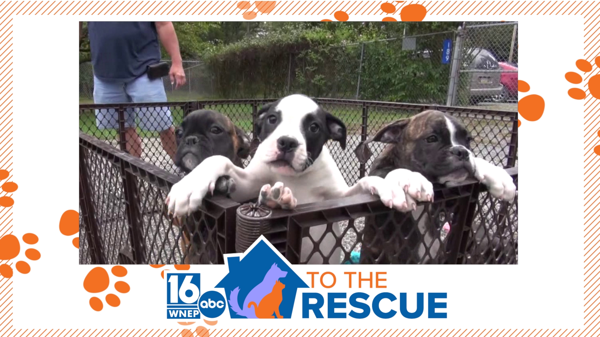 In this week's 16 To The Rescue, we meet five puppies, all named after the boys from The Little Rascals movie and their two older sisters from a different litter.