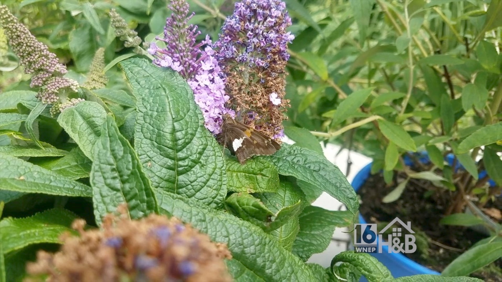 The Controversial Butterfly Bush
