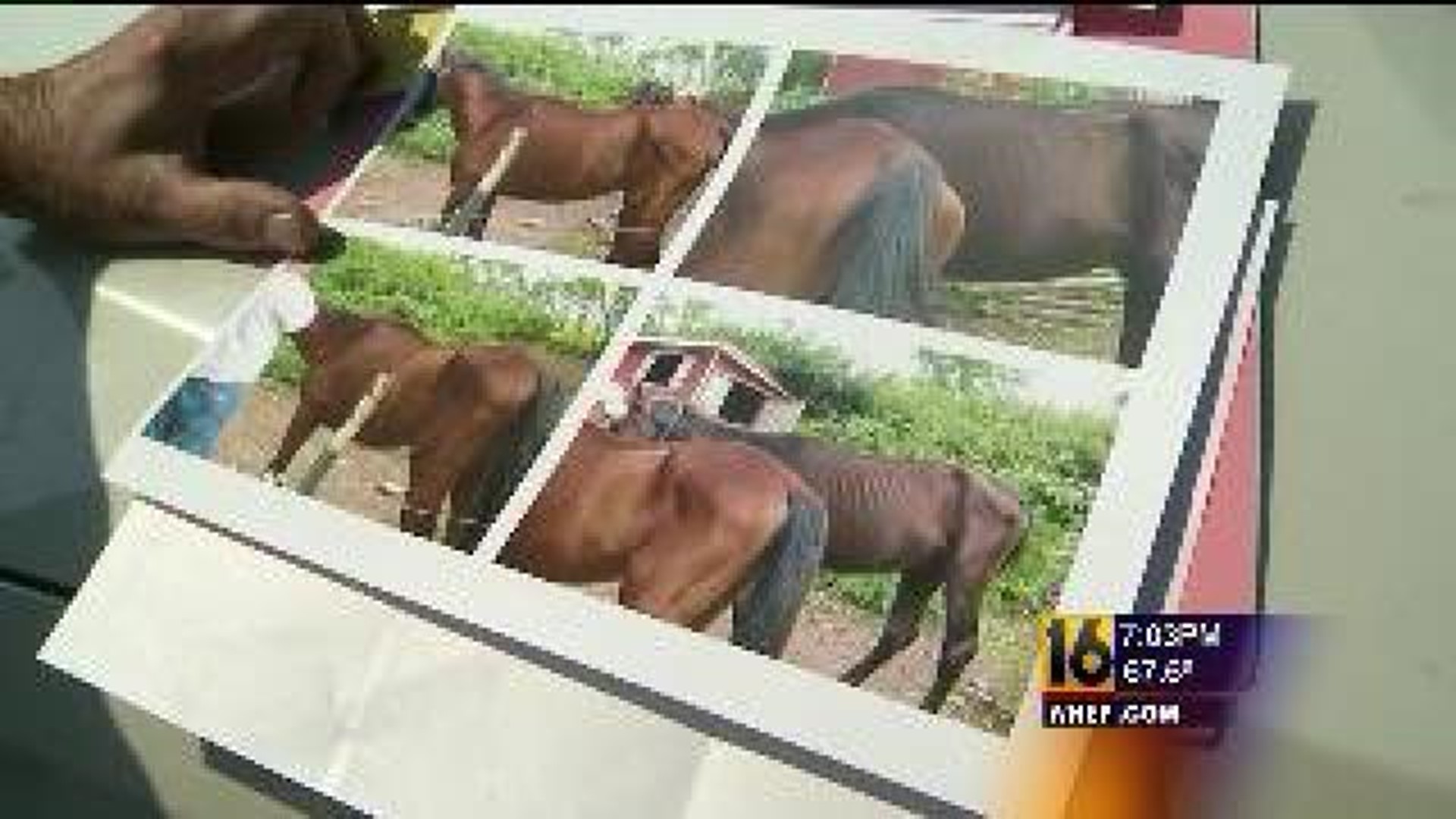 Neglected Horses on Way to Recovery