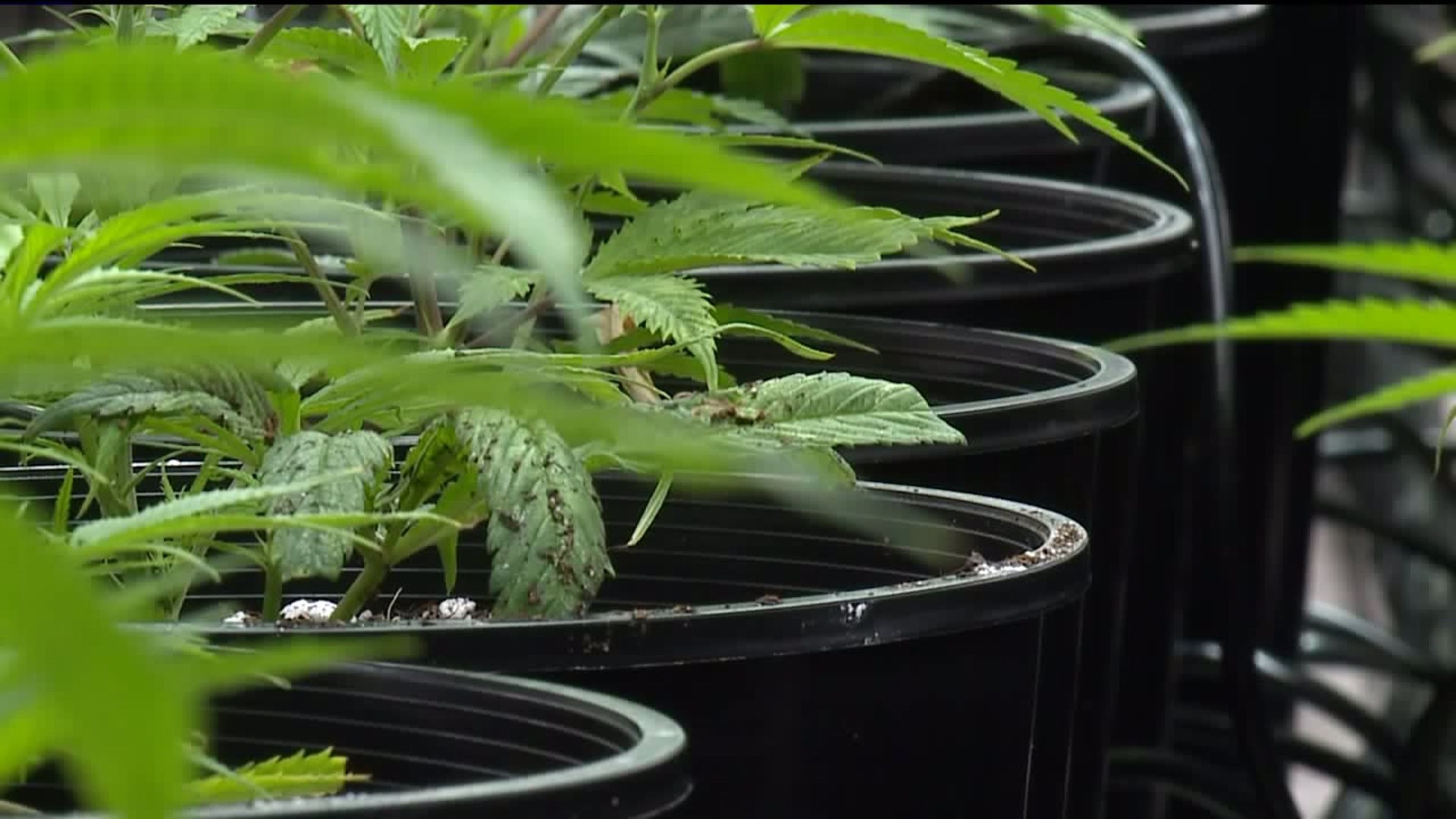 Clinton County Medical Marijuana Facility Up and Growing