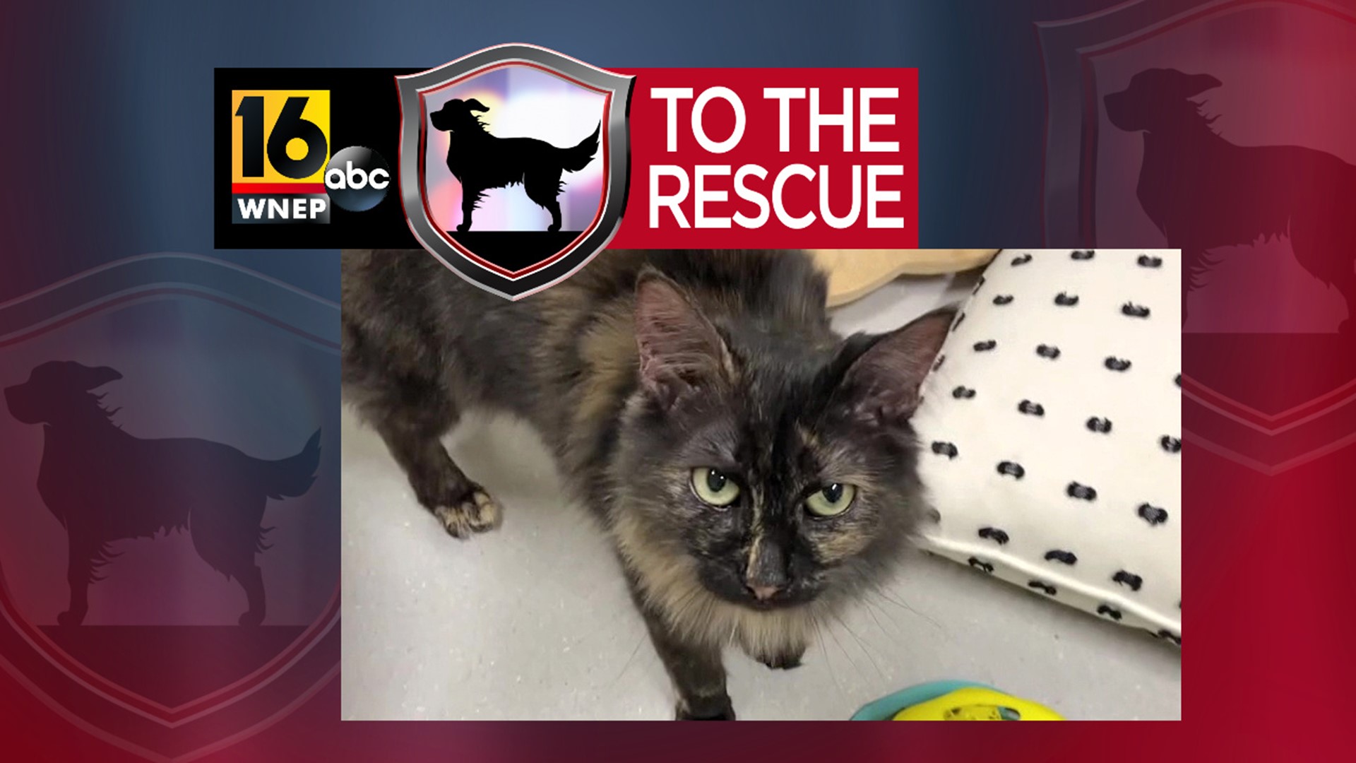 In this week's 16 To The Rescue, we meet one of the older and longest residents at Griffin Pond Animal Shelter, the sassy but sweet Tinkerbelle.