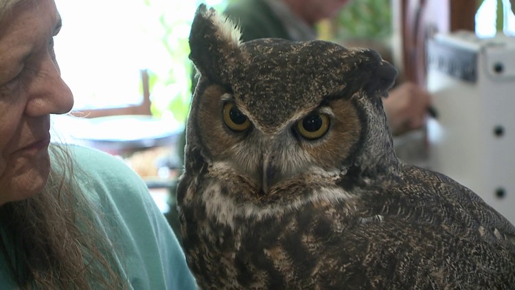 A hoot of a birthday for an owl in Schuylkill County