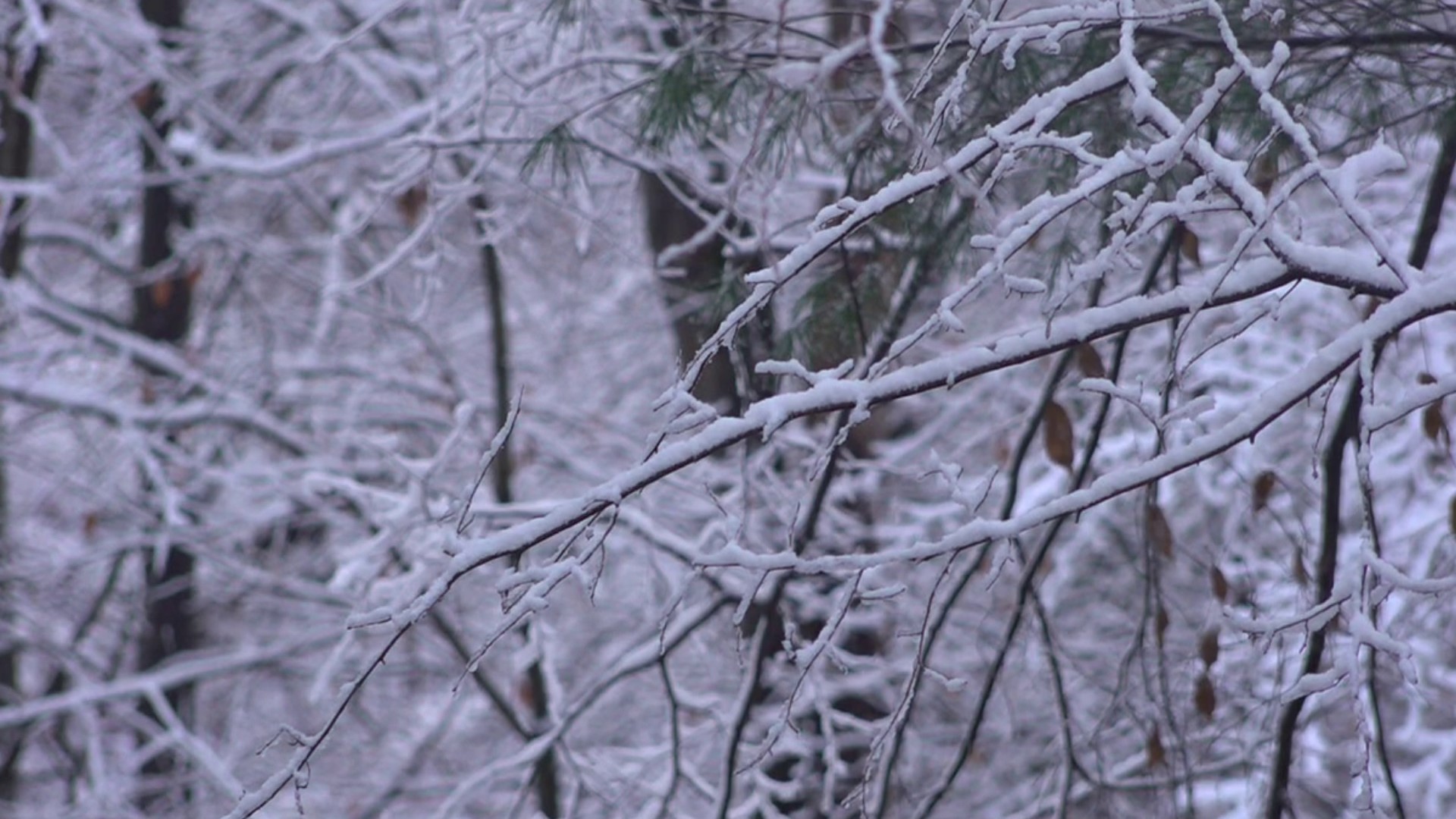 We did not have a White Christmas but for those who follow the Julian Calendar, it is looking more and more likely you will with snow in the forecast this weekend.