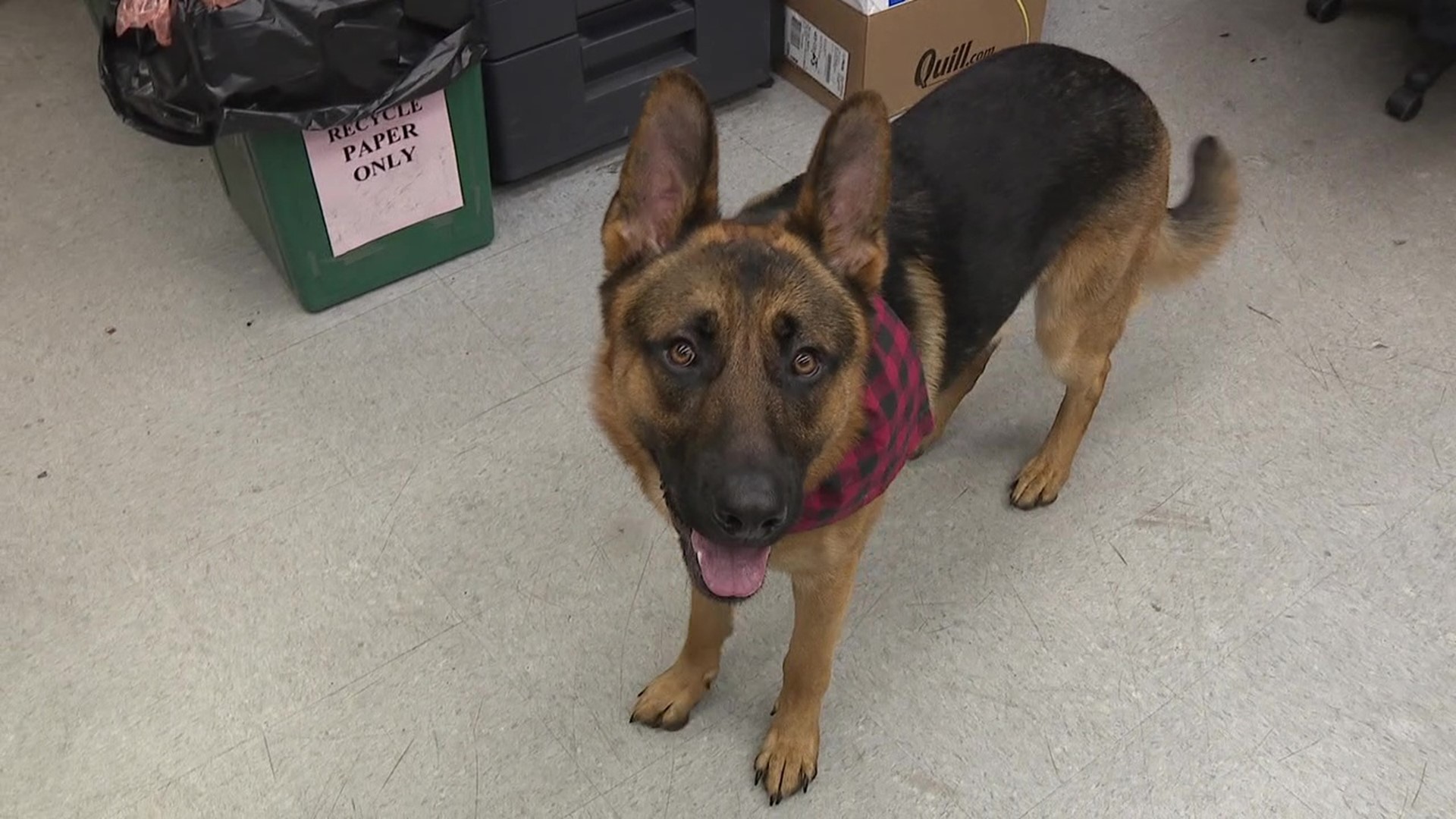 Shamokin police will soon have a new officer responding to calls—one with four legs.