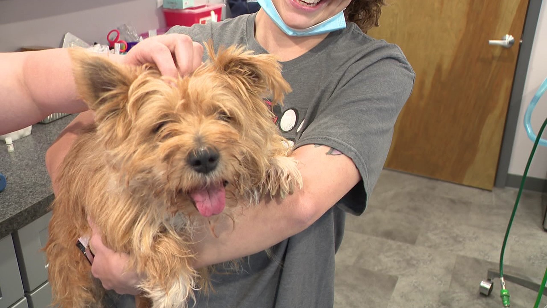 Newswatch 16's Emily Kress shows us the new space at the Hillside SPCA that will soon open to the community.