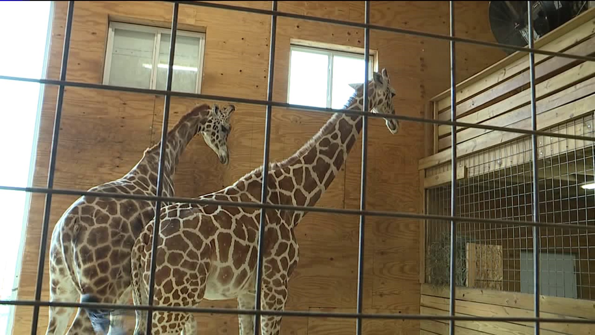 "April the Giraffe`s" Baby Turning 1-Year-Old on Sunday