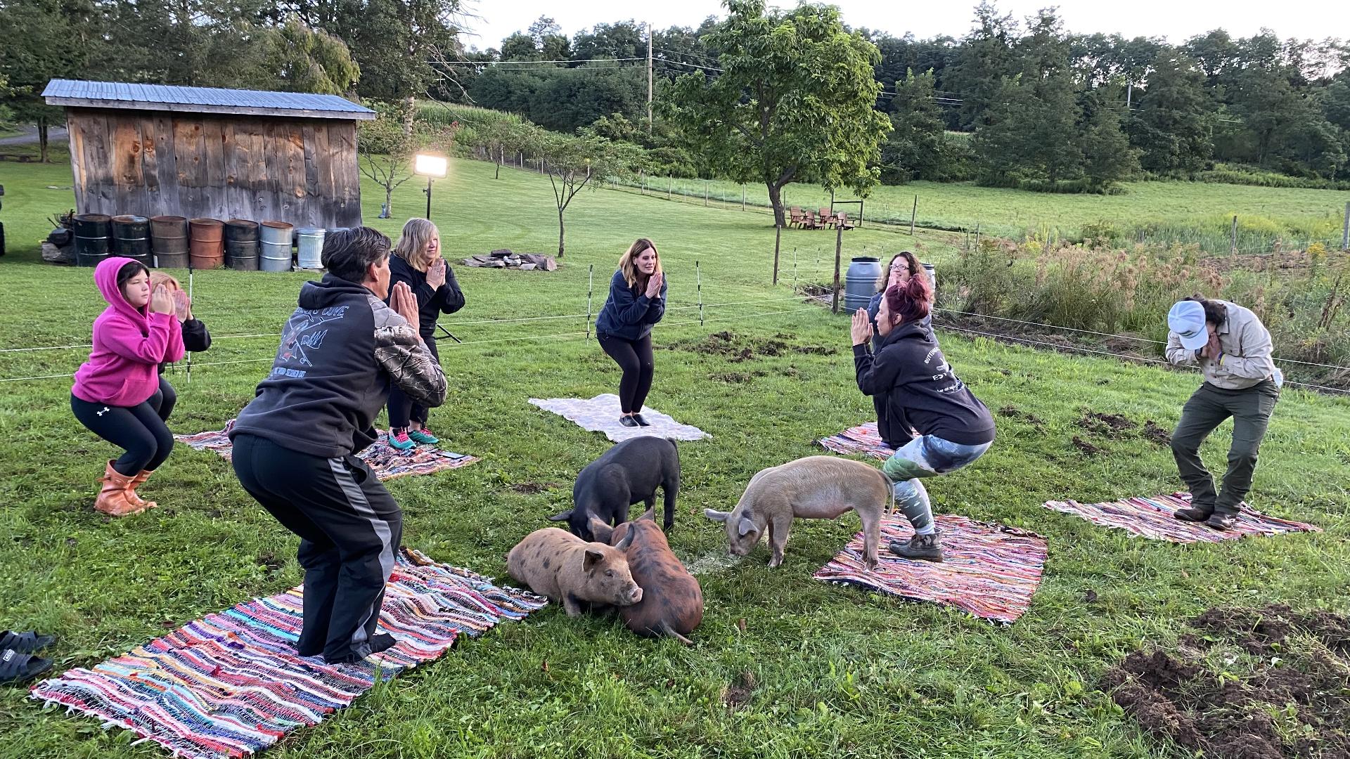 Nikki Krize tries pig yoga at Buttinhead Farms