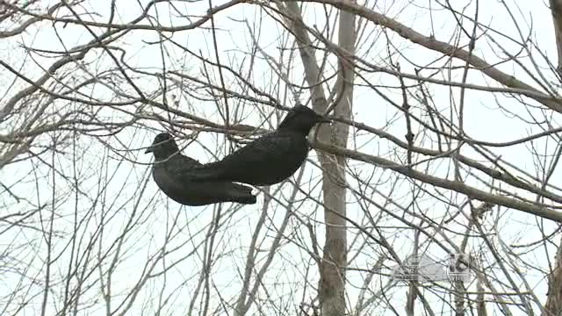 Leroy Sportsman's Association Crow Hunt