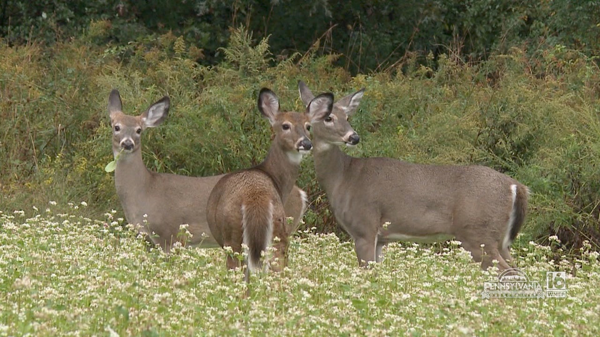 It takes all of us to curb the spread of CWD.