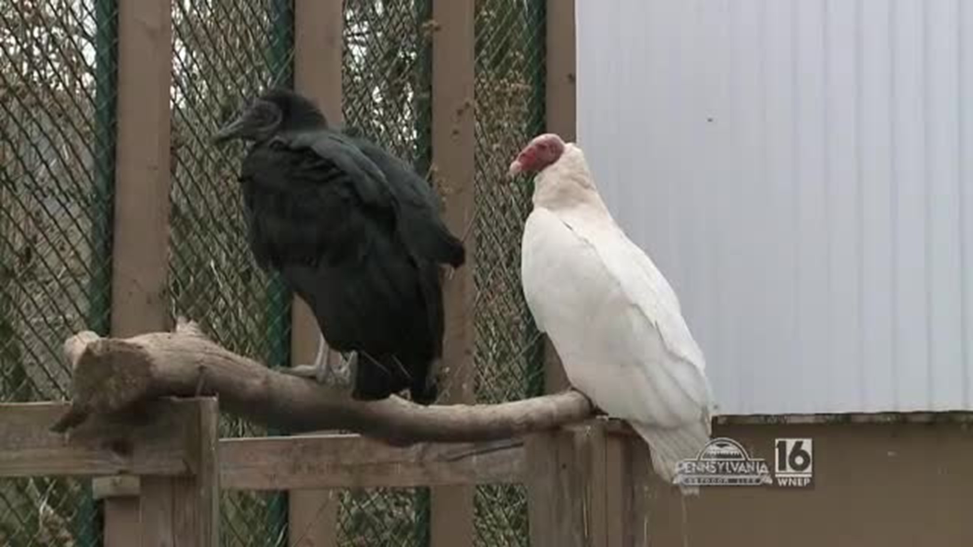 Pocono Wildlife Rehab. and Education Center's Albino Animals