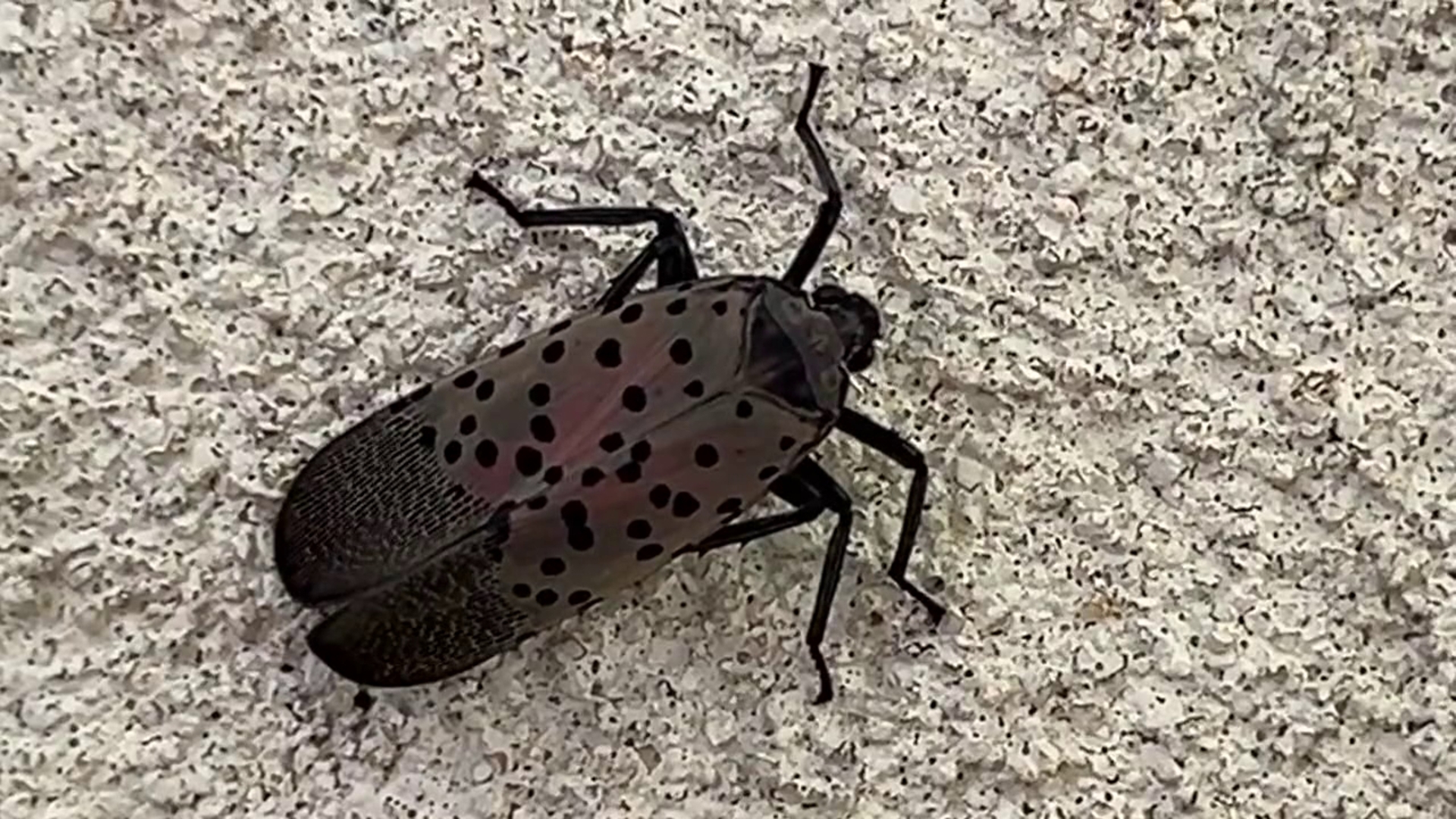Residents urged to squash invasive spotted lanternflies to curb