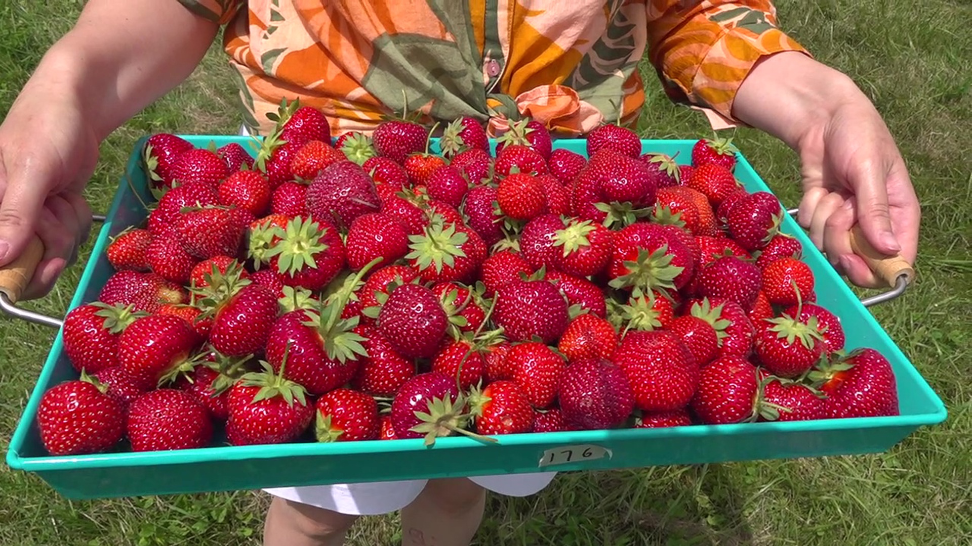 Strawberry season is here for parts of our area and the berries are big and bright in Columbia County.