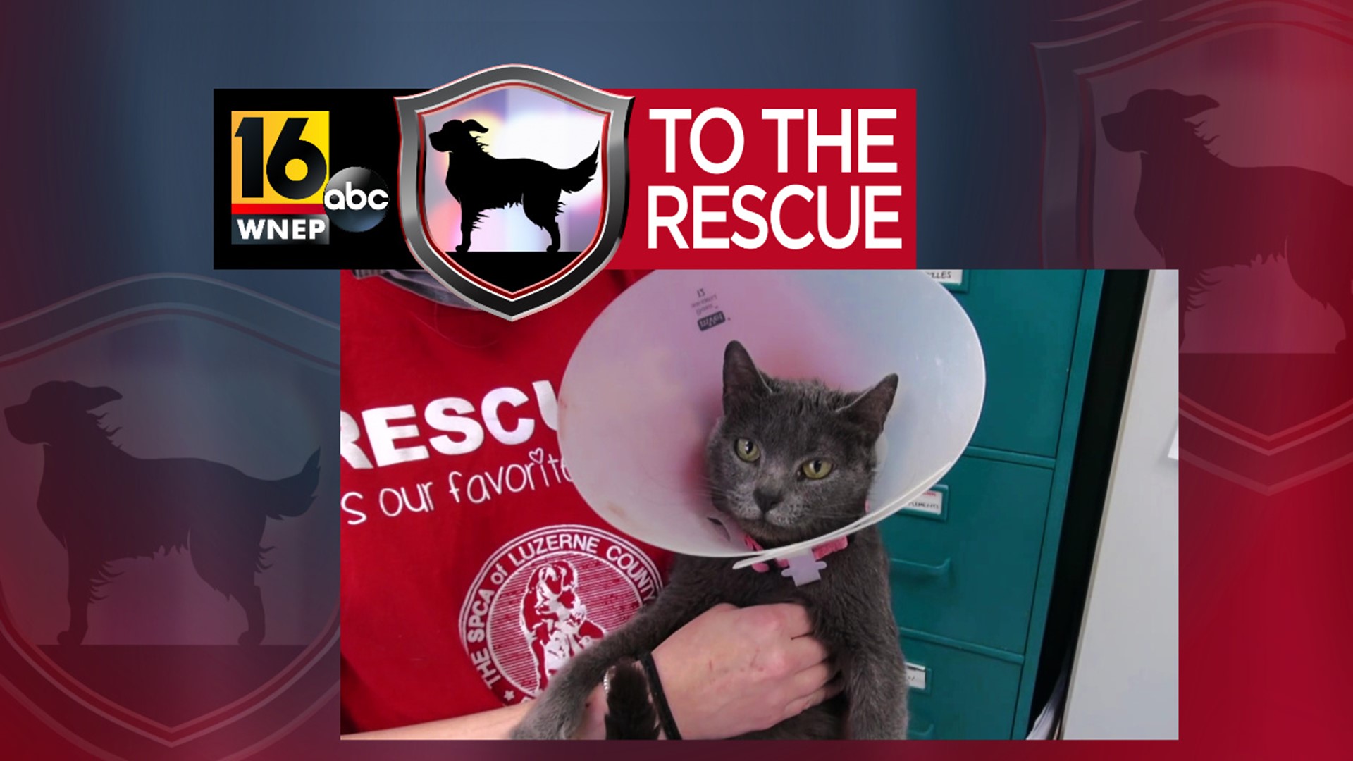 In this week's 16 To The Rescue, we meet a special-needs cat named Princess. Rescue workers are hopeful someone will give her a second chance.