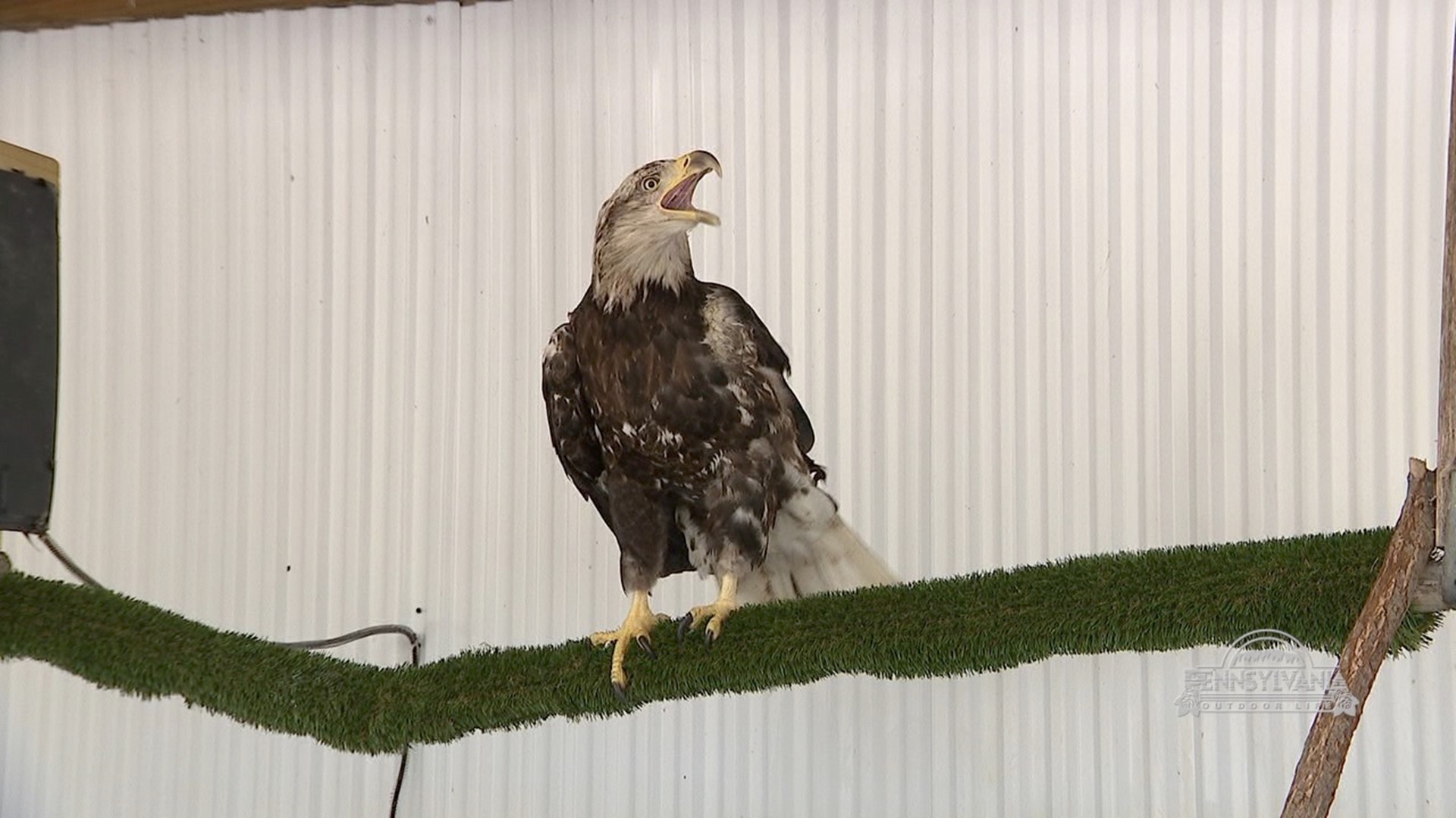 A wildlife center dedicated to rescue, rehabilitate and release.