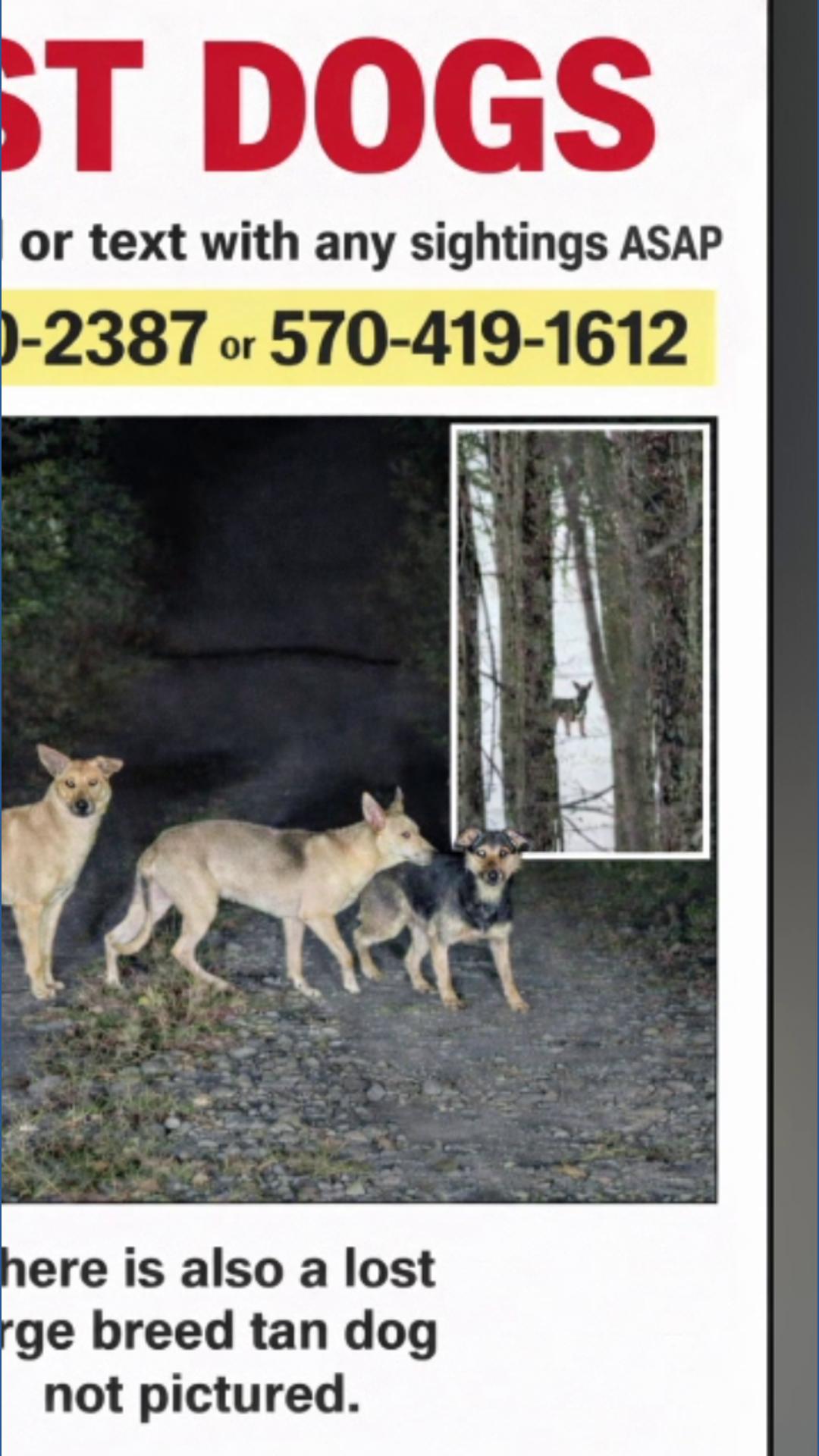 Clinton County SPCA seeks help to find missing dogs near Lock Haven