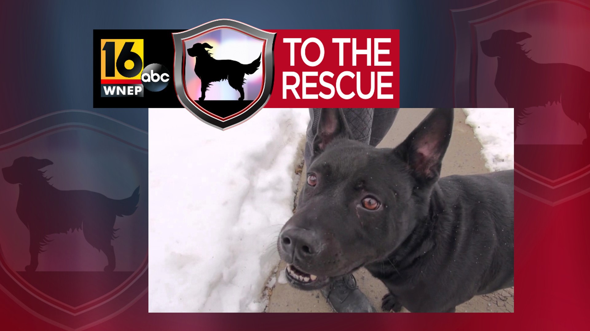 In this week's 16 To The Rescue, we meet a 6-year-old chow mix looking for a new best buddy.