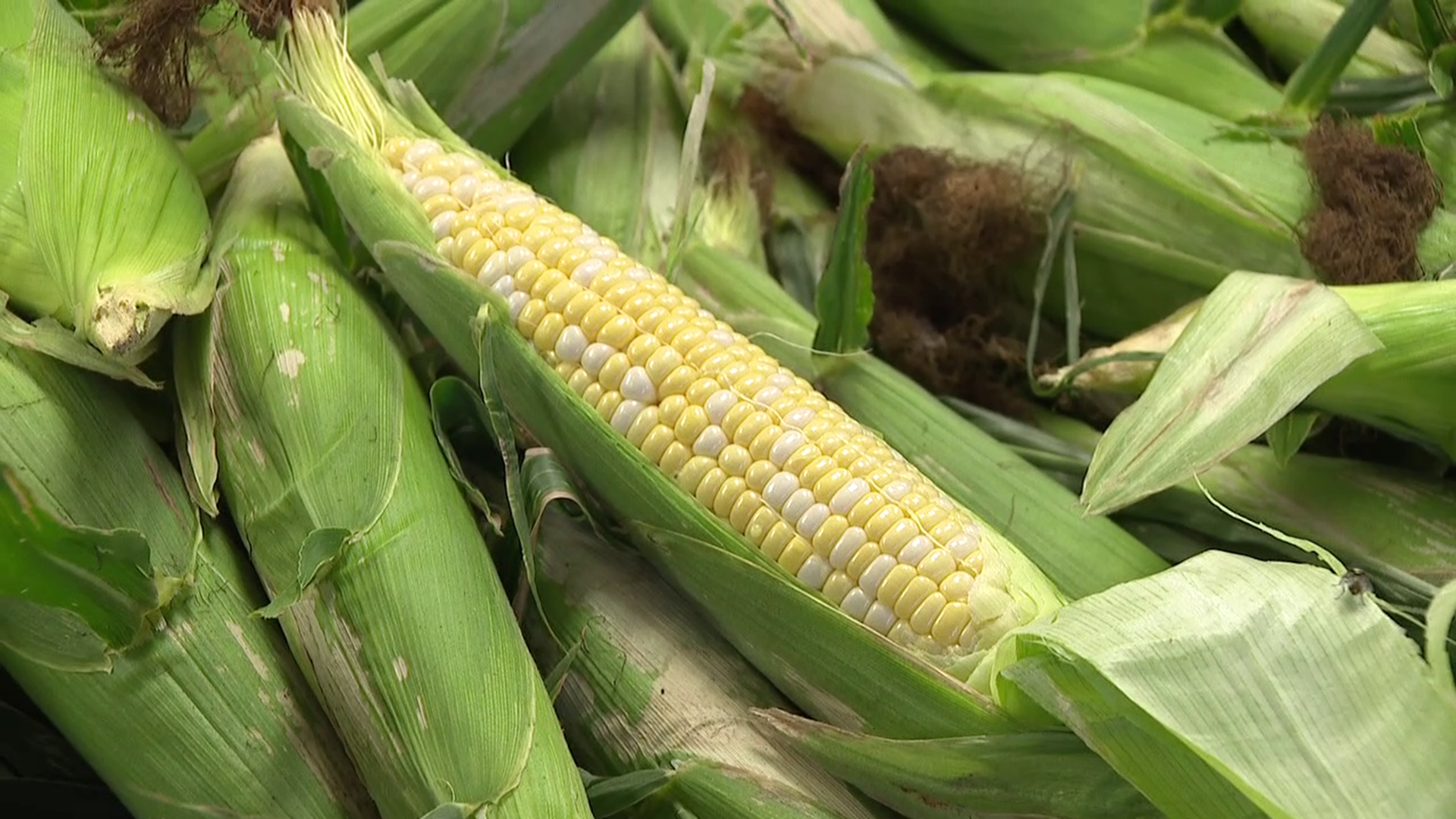 With warm temperatures and hardly any rain this month, one farmer in Union County says it's been a challenging year to grow sweet corn.