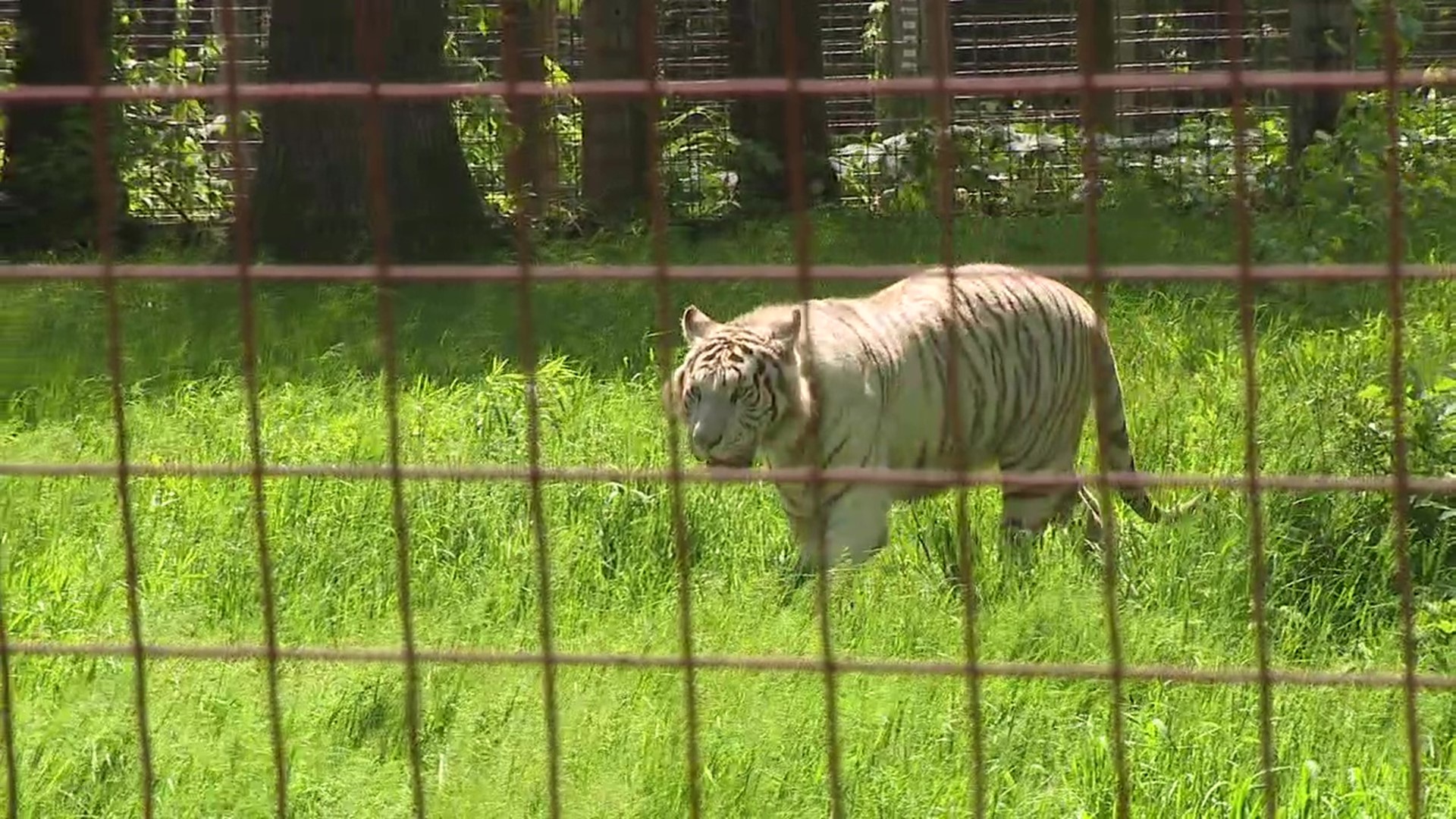 It was recently moving day for a group of tigers at T & D's Cats of the World.