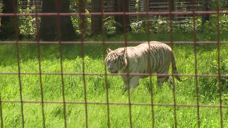 Tigers enjoy their new enclosure at T&D's Cats of the World
