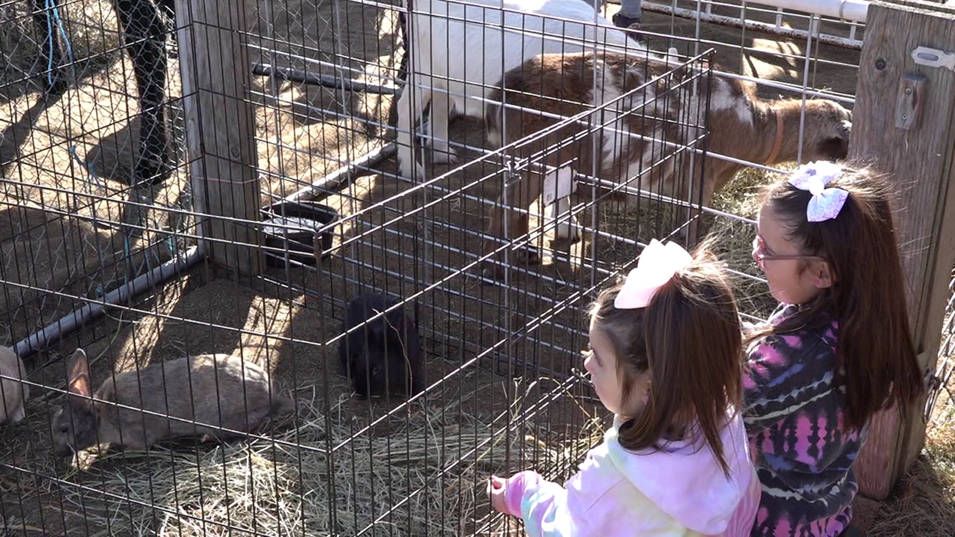 Families came out to Nay Aug Park in Scranton on Sunday for a day full of fall fun.