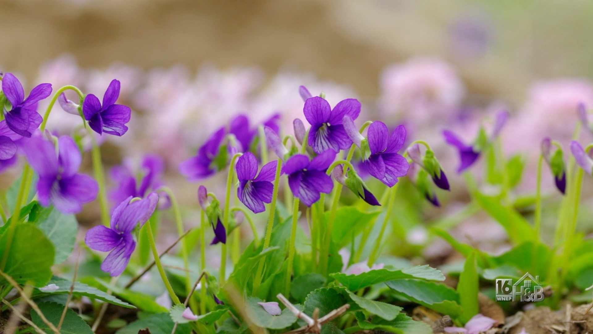 How to stop this Weed of the Week:  Violet
