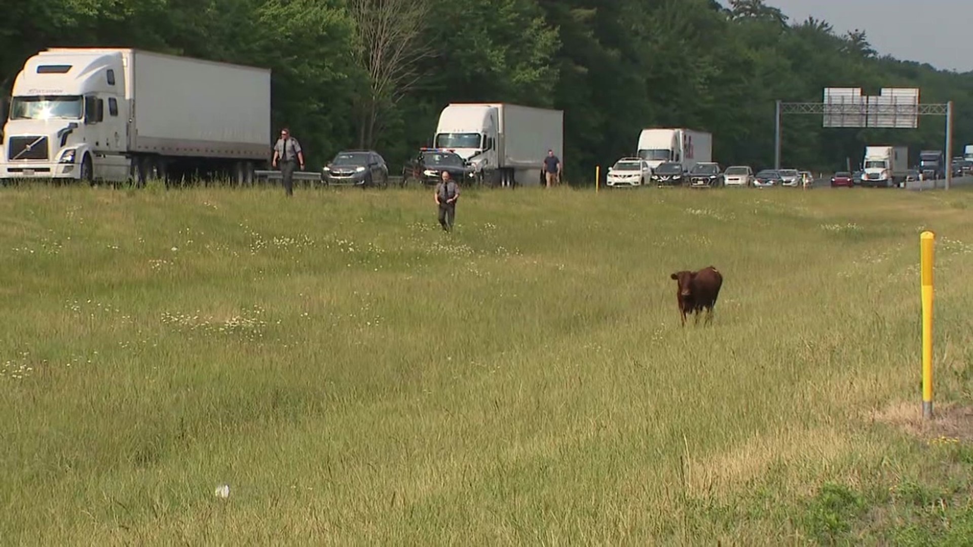 The loose cow tied up traffic in both directions of Interstate 80.