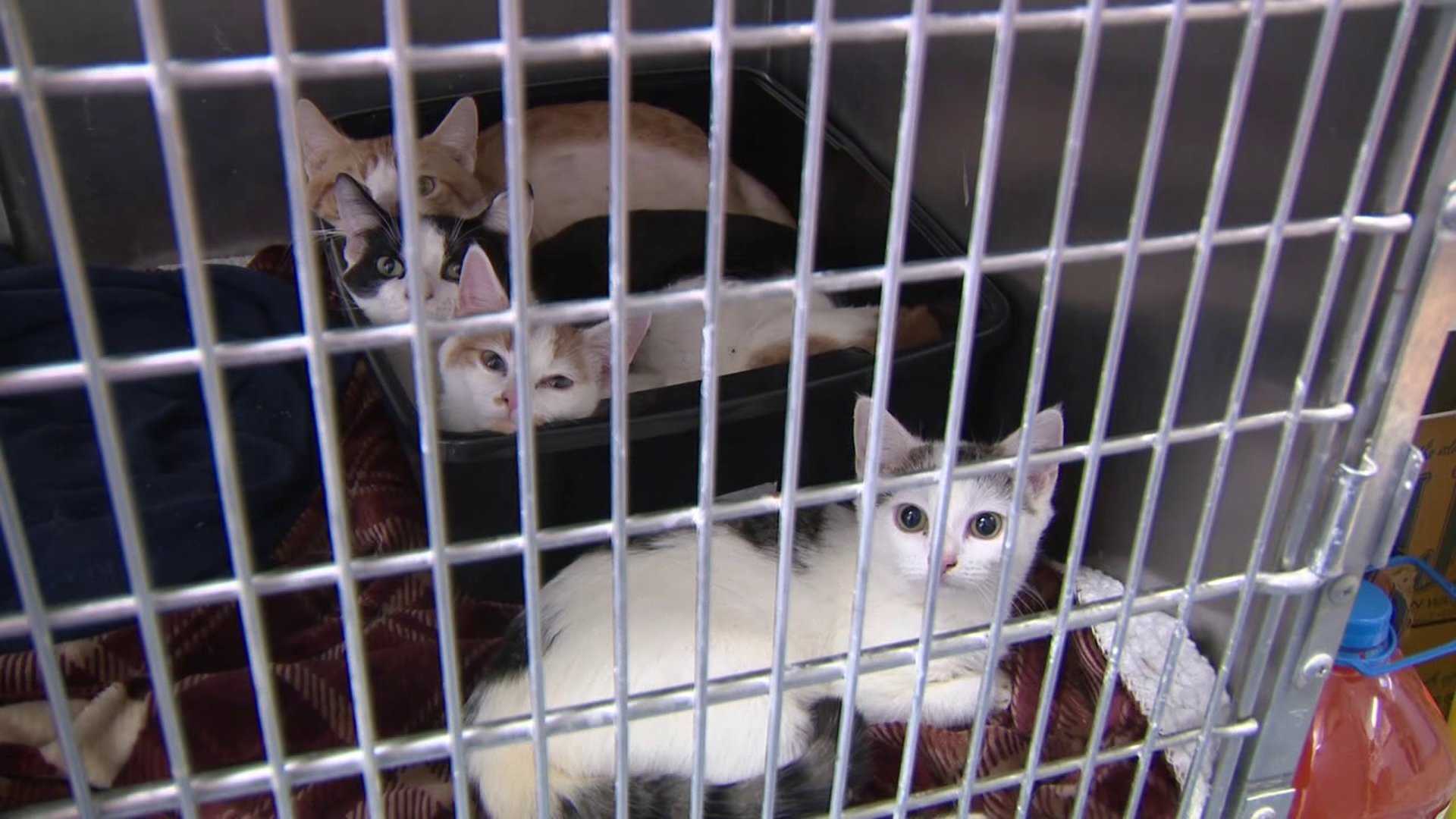 It was an unwelcome holiday surprise for an animal shelter in Monroe County as ten cats were found dumped in Marshalls Creek.