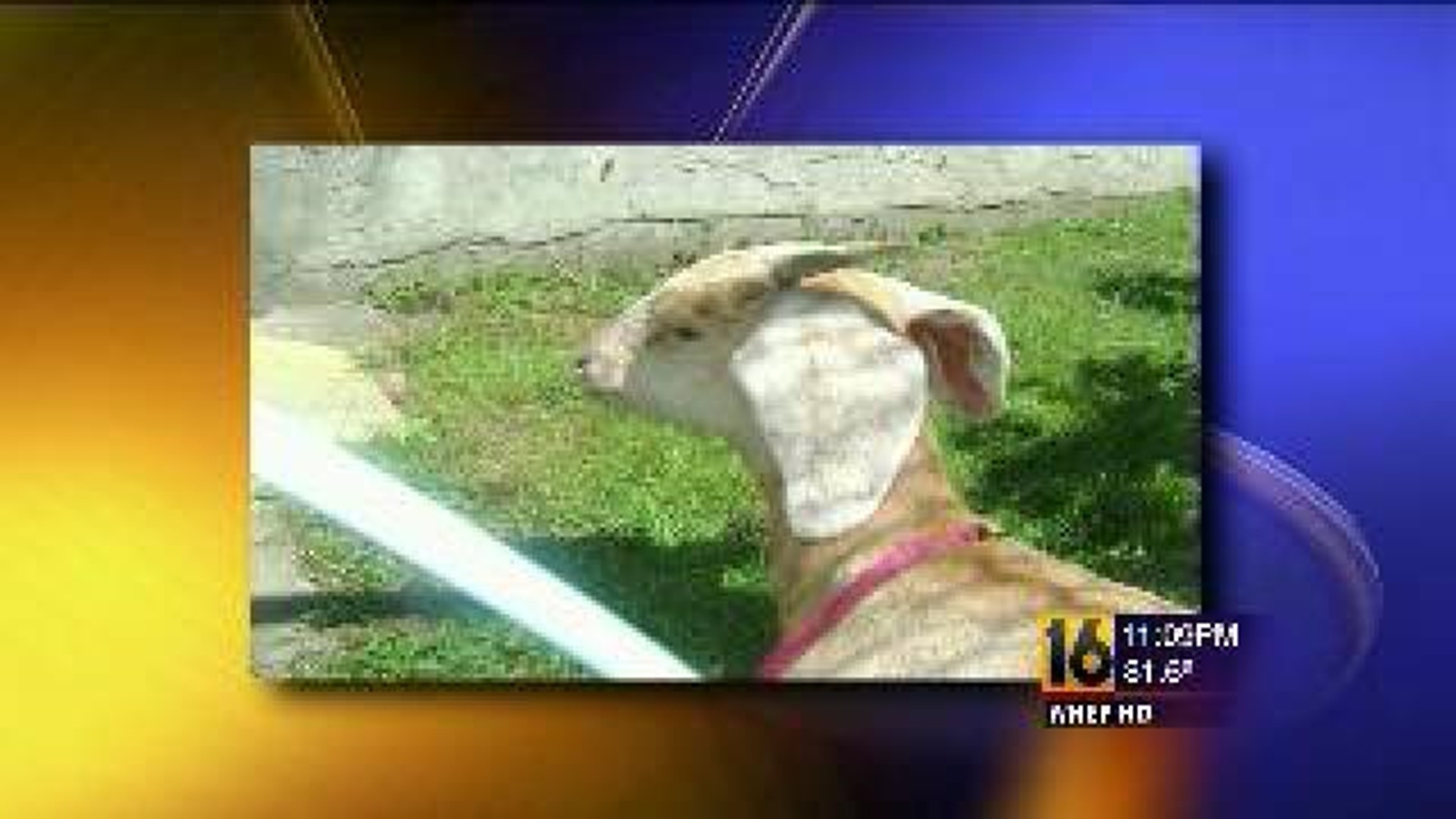 Stray Goat Has New Home