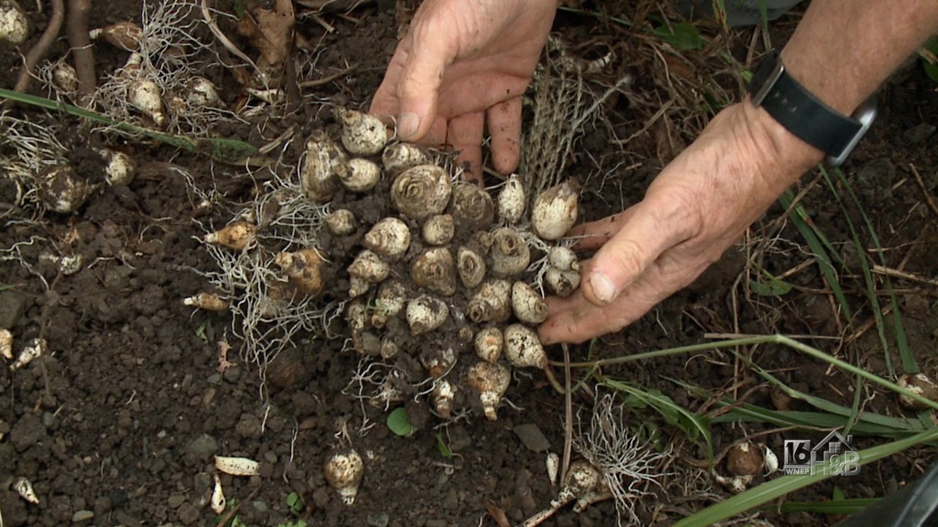 It's Time To Do A Fall Cleanup Of Your Perennial Beds, Dividing Spring Bulbs and A Simple Way To Mulch