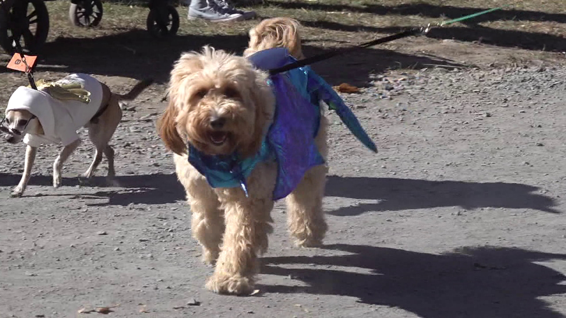 Dozens of pups participated in the annual Howl-O'ween Pet Parade Saturday at Camelback Resort.