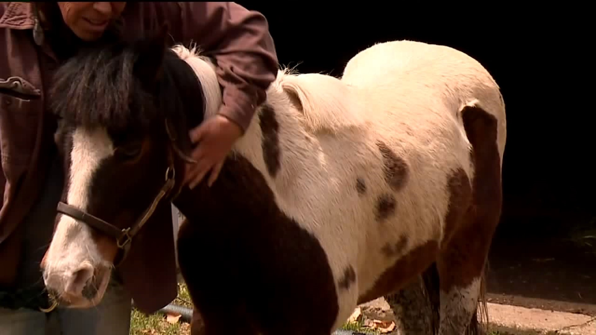 Missing Pony Finds his Way Home in the Poconos