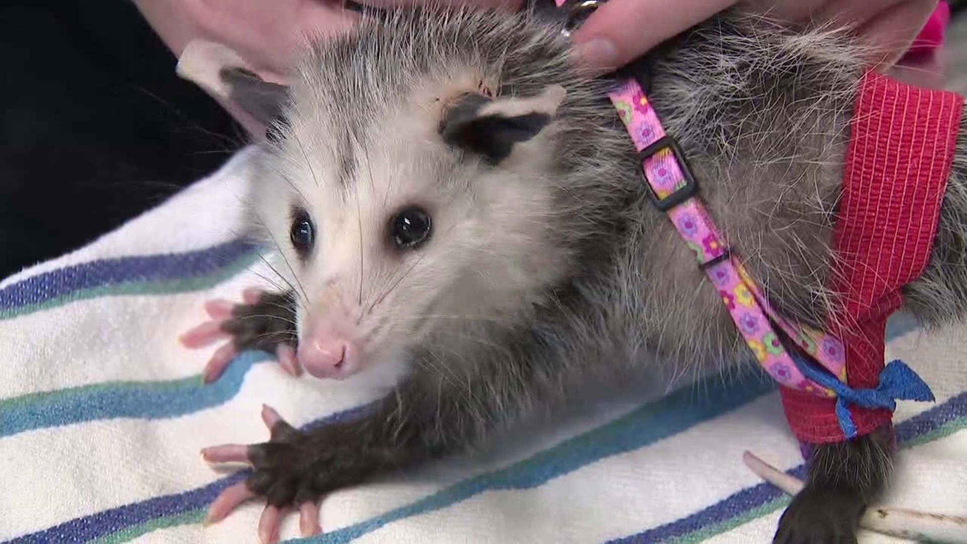 Rehabilitators at The Wilderz at Pocono Wildlife Center near Stroudsburg are helping an opossum named Daisy get back to the wild.