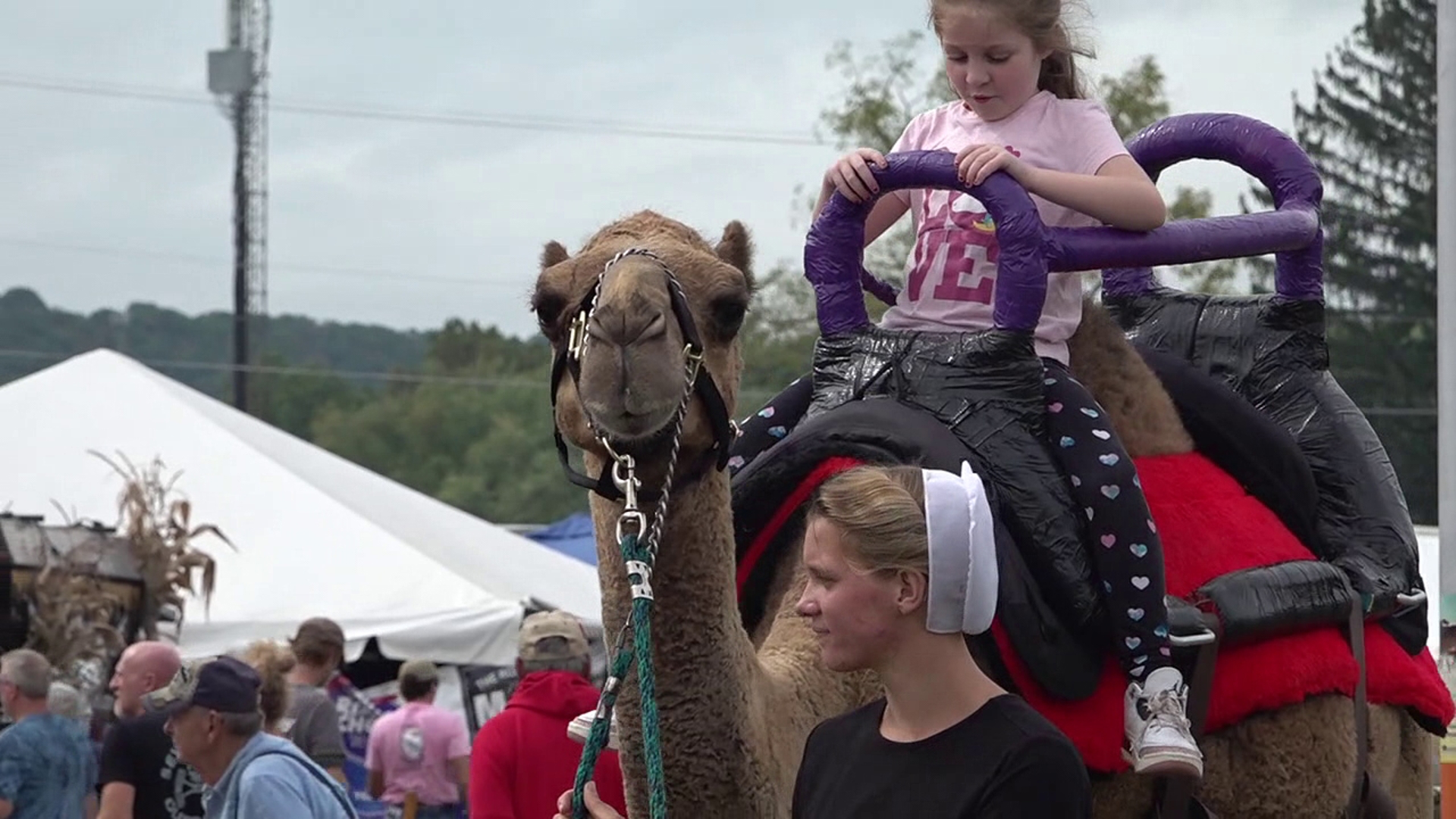 Camel rides return to the Bloomsburg Fair