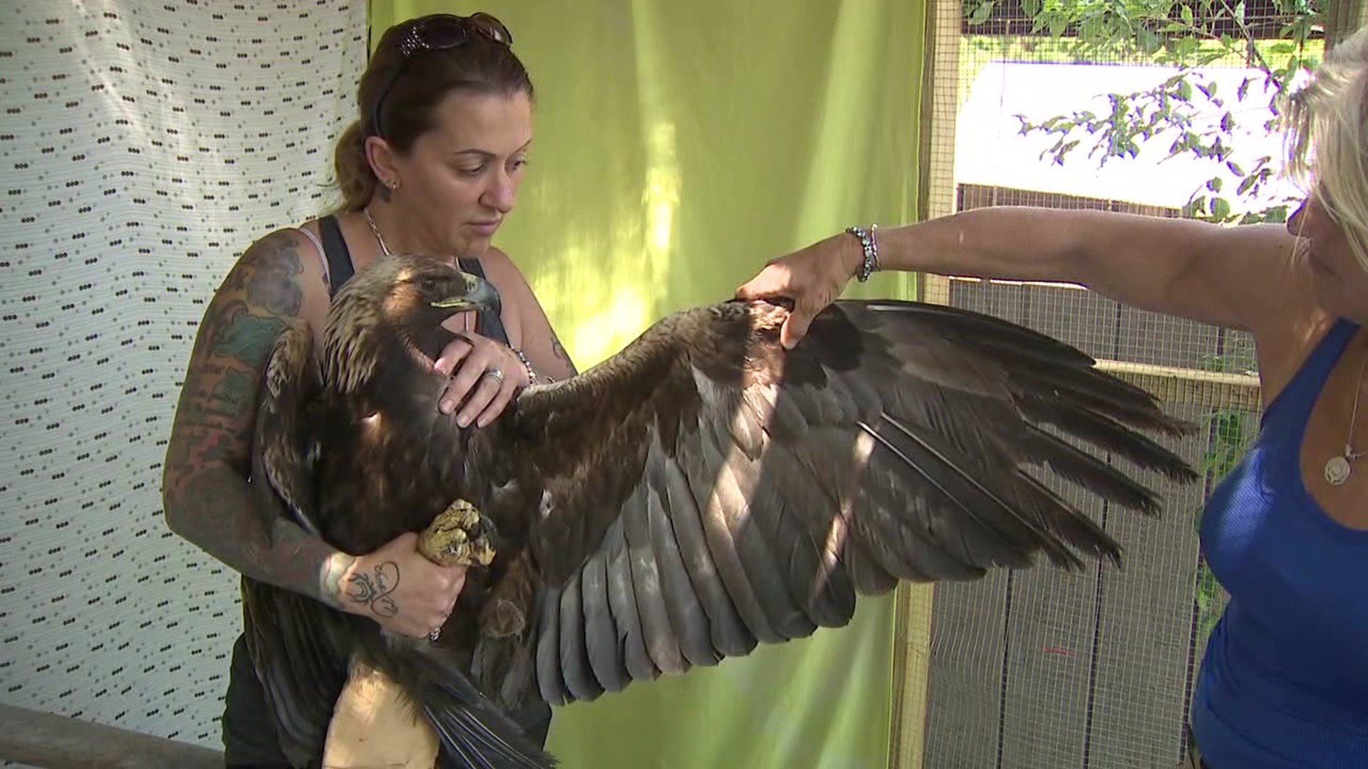 The U.S. Fish and Wildlife Service says it is against regulations to release an eagle with only one foot.
