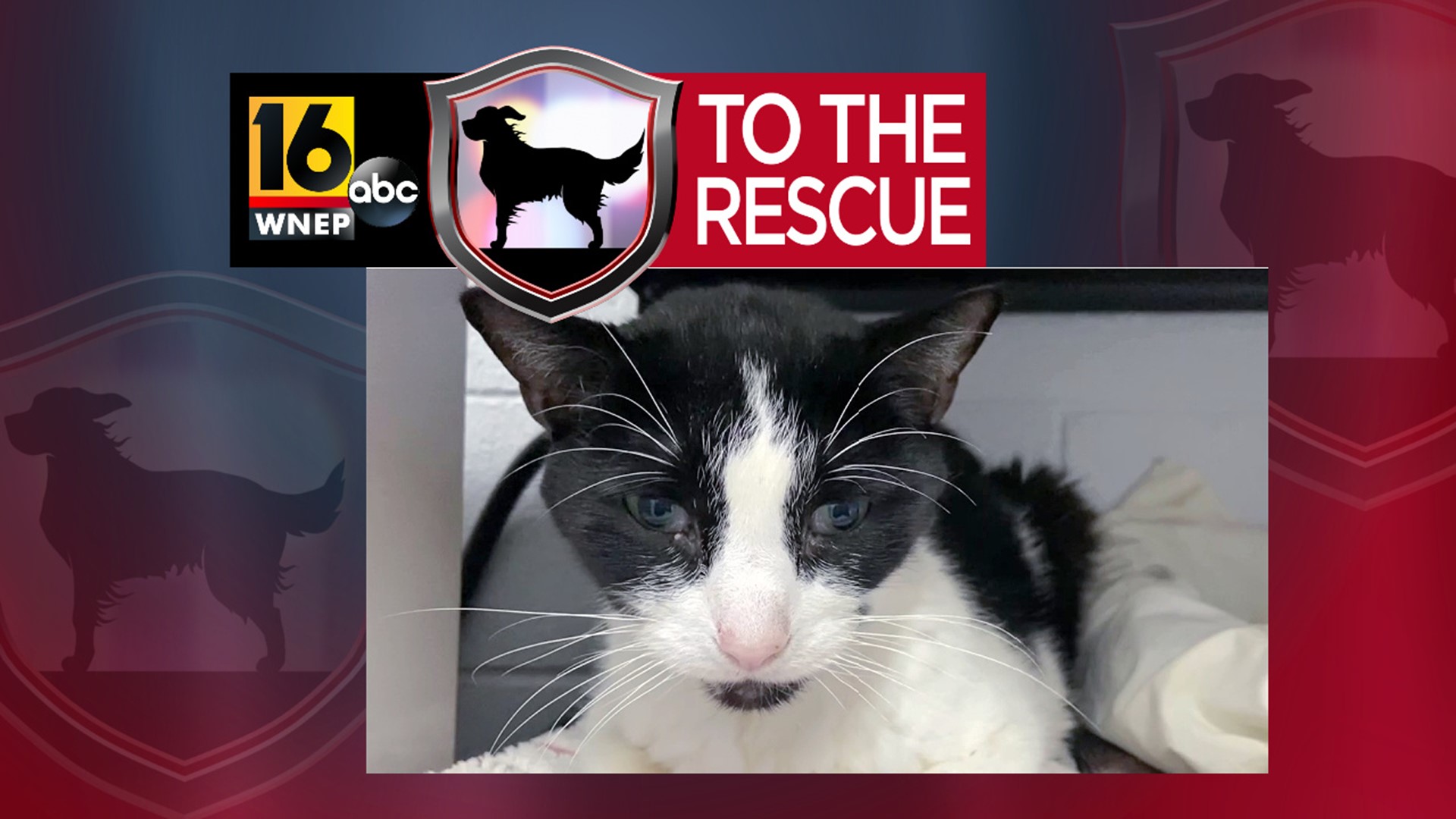 In this week's 16 To The Rescue, we meet a senior cat who needs the right home and family who will give him the chance to live comfortably in his older age.