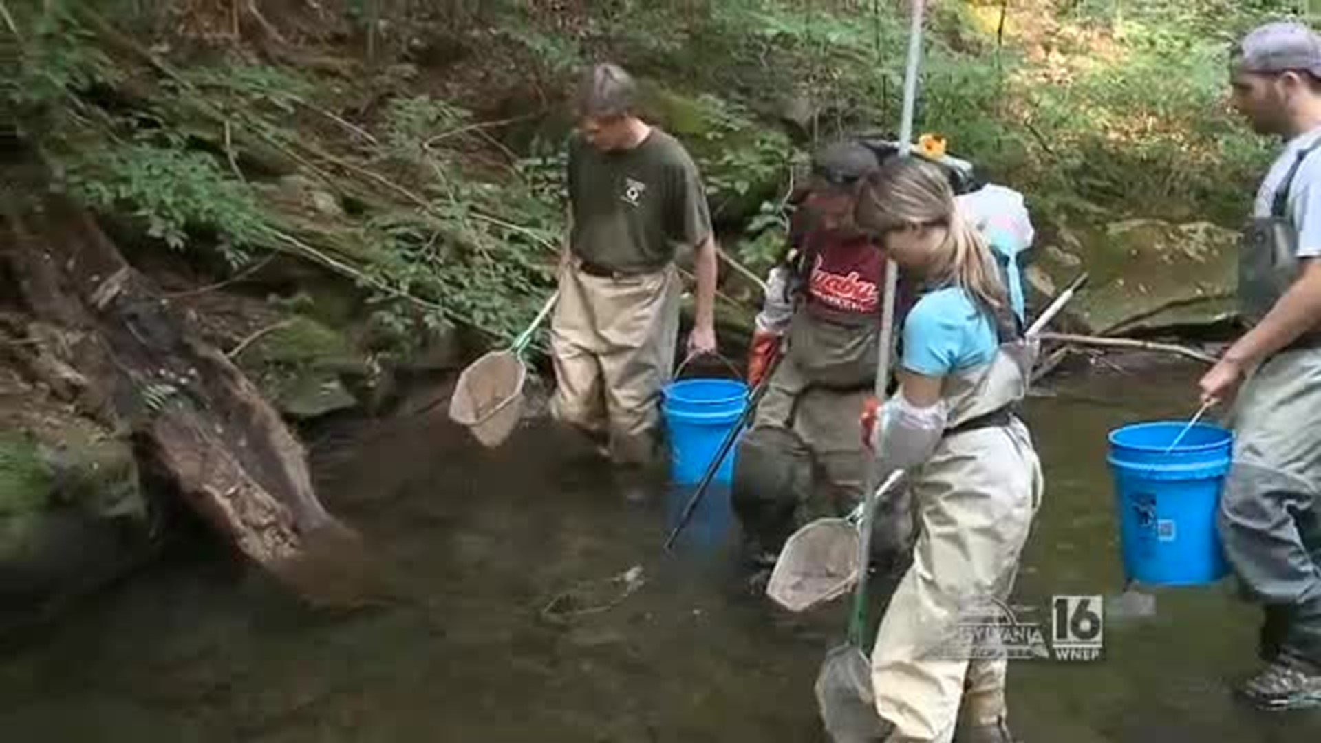 Brook Trout Research/Shocking