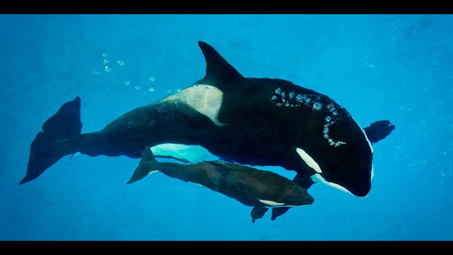 baby-killer-whale-the-last-to-be-born-at-seaworld-dies-wnep