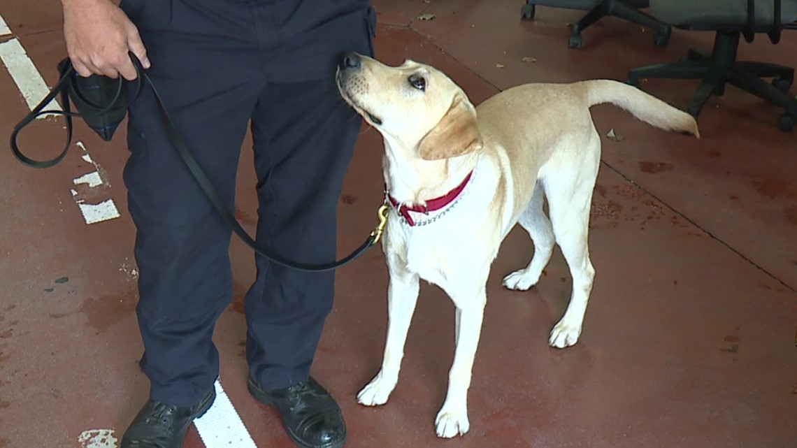 new-k-9-officer-in-scranton-fire-department-wnep