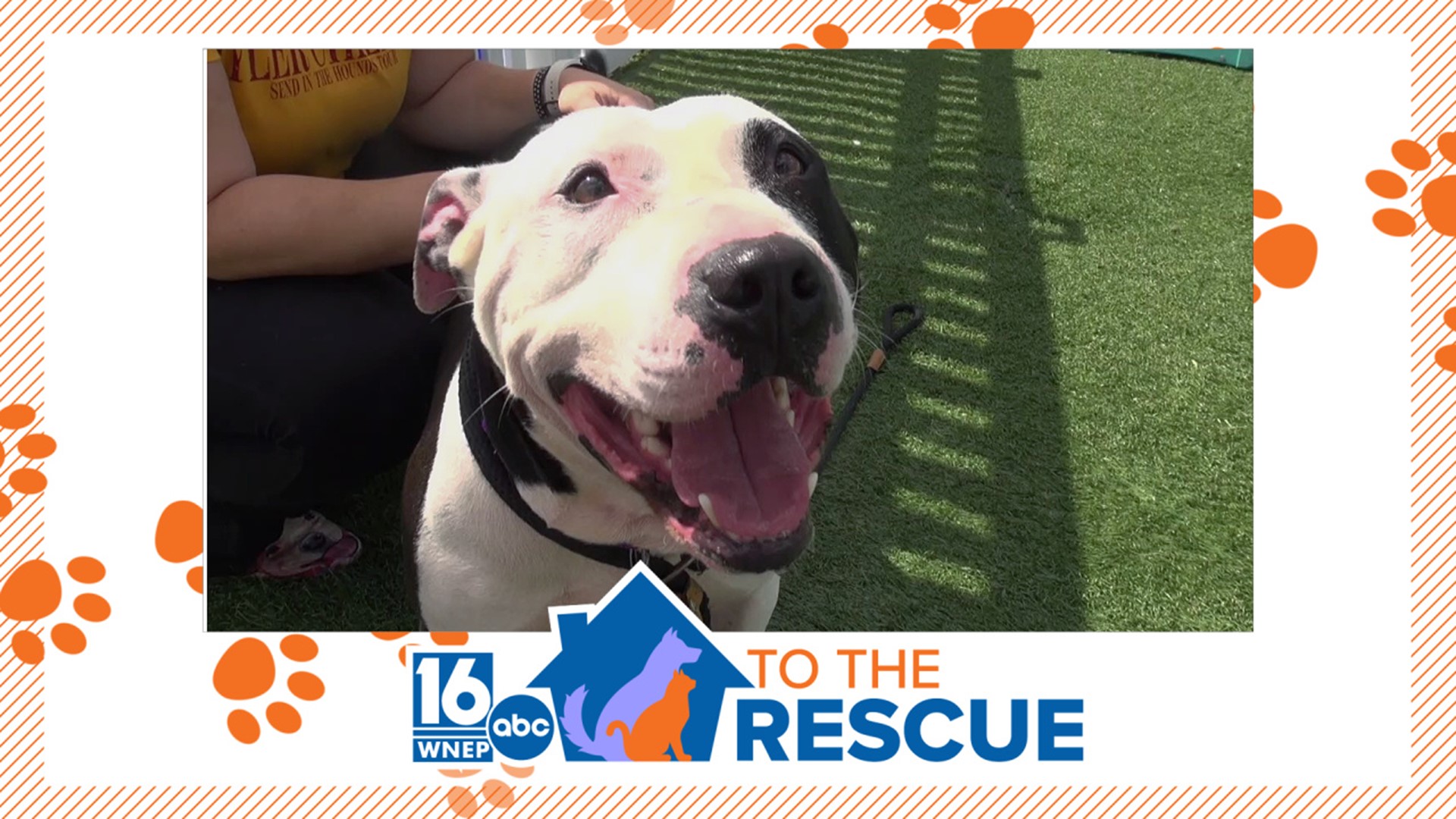 In this week's 16 To The Rescue, we meet a Griffin Pond Animal Shelter favorite. Newswatch 16's Ally Gallo introduces us to the easygoing Rex.