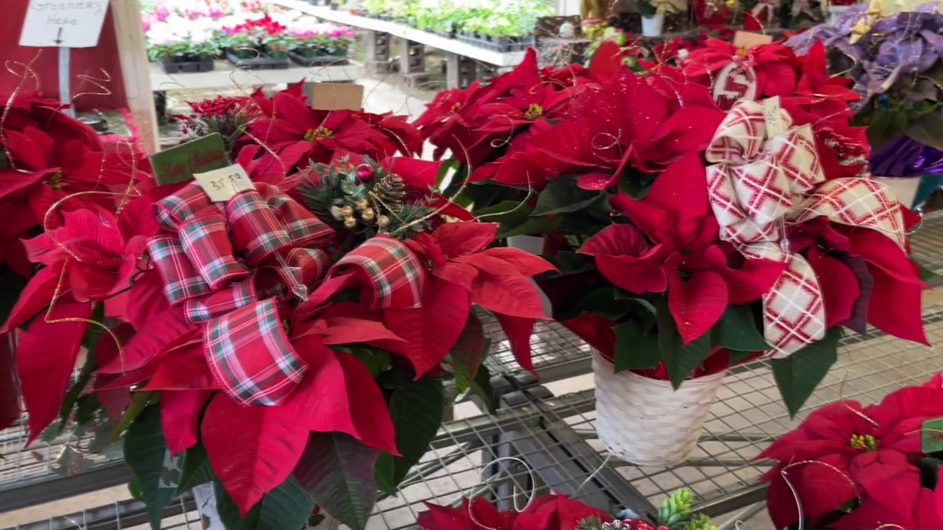 People are flocking to a greenhouse in Luzerne County that’s been perfecting poinsettias for generations.