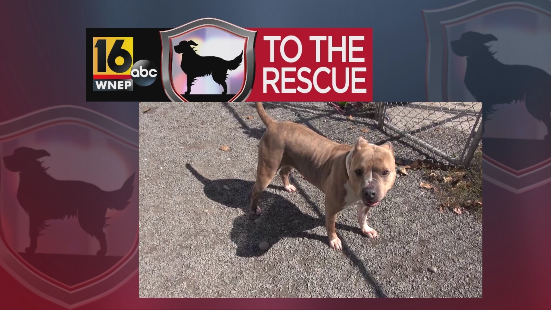 In this week's 16 To The Rescue, we meet a 4-year-old pit bull/mix who often gets overlooked because she does not do well with other dogs, but she loves people!